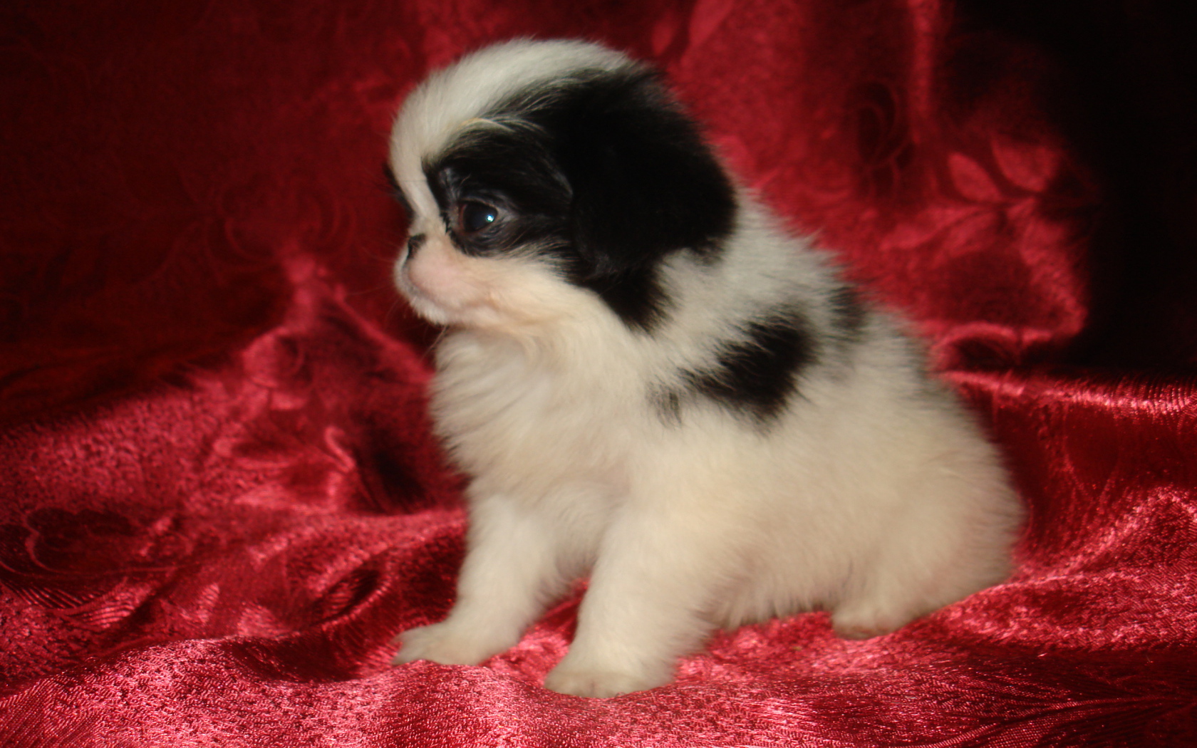 Щенок японского хина