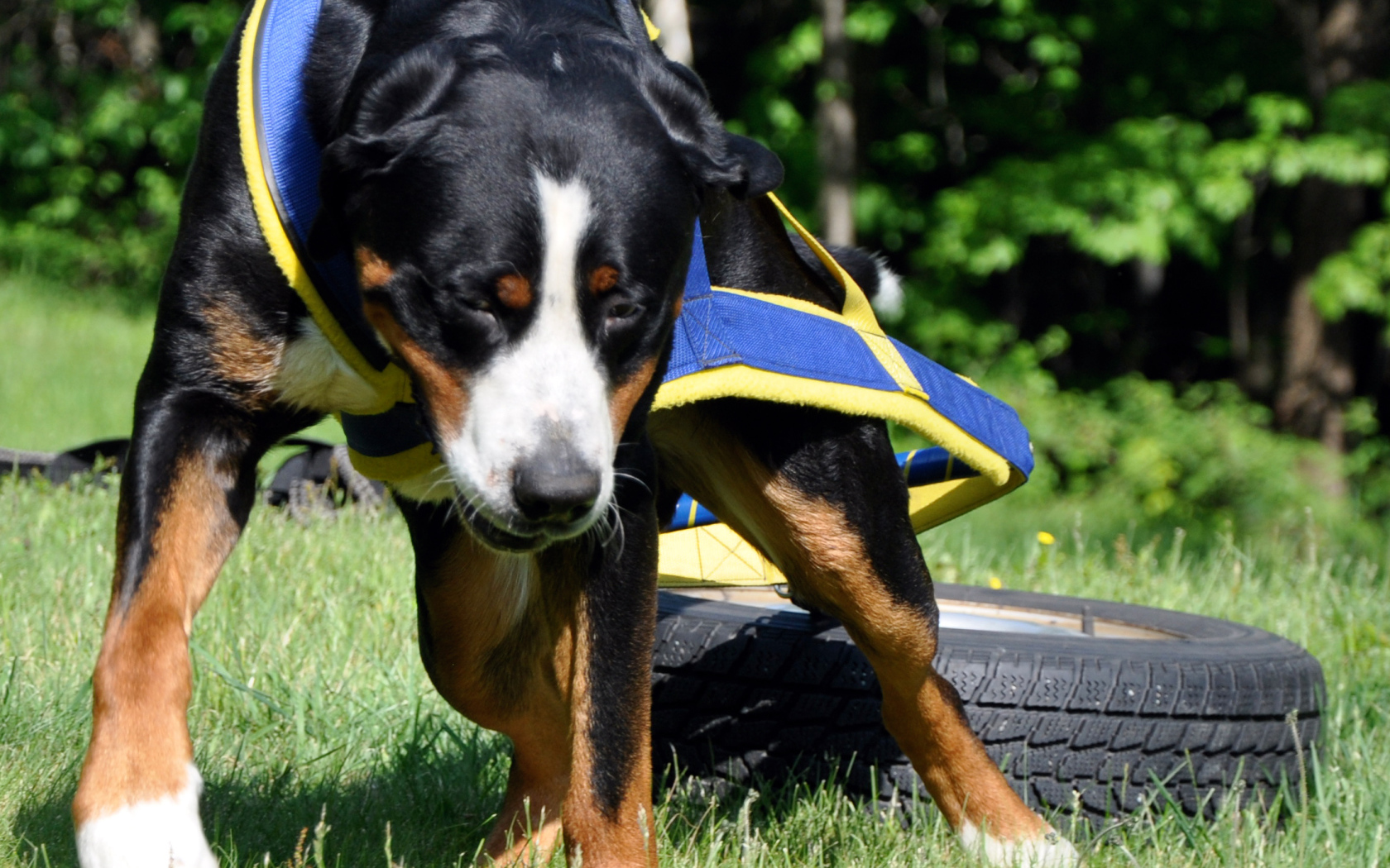 Ленивый большой швейцарский зенненхунд