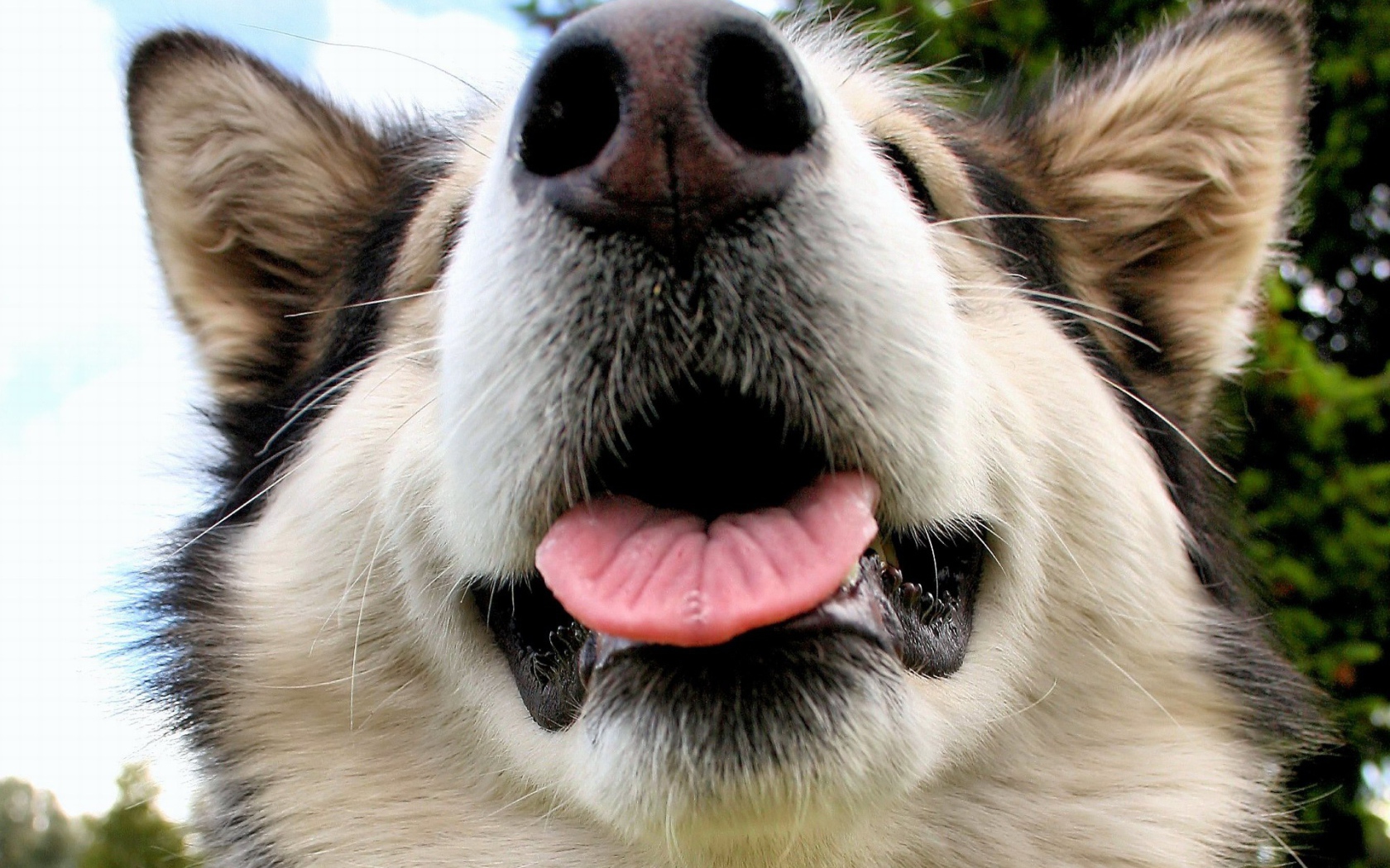 Морда Аляскинского маламута