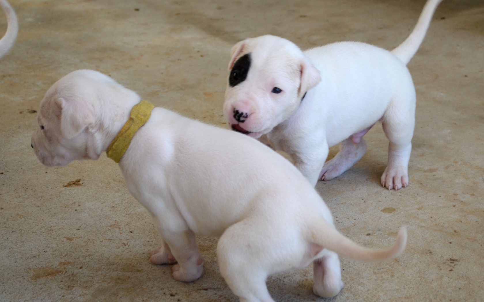 Игривые щенки аргентинского дога