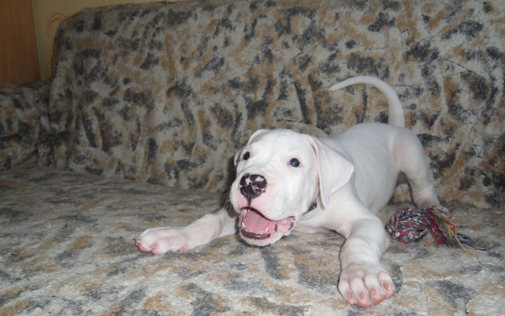 Игривый щенок аргентинского дога