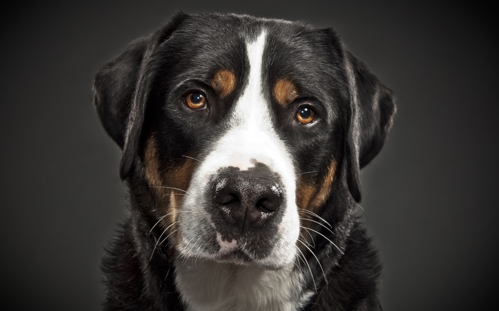 Портрет большого швейцарского зенненхунда