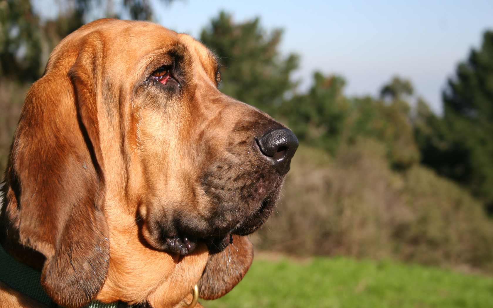 Портрет бладхаунда на фоне природы