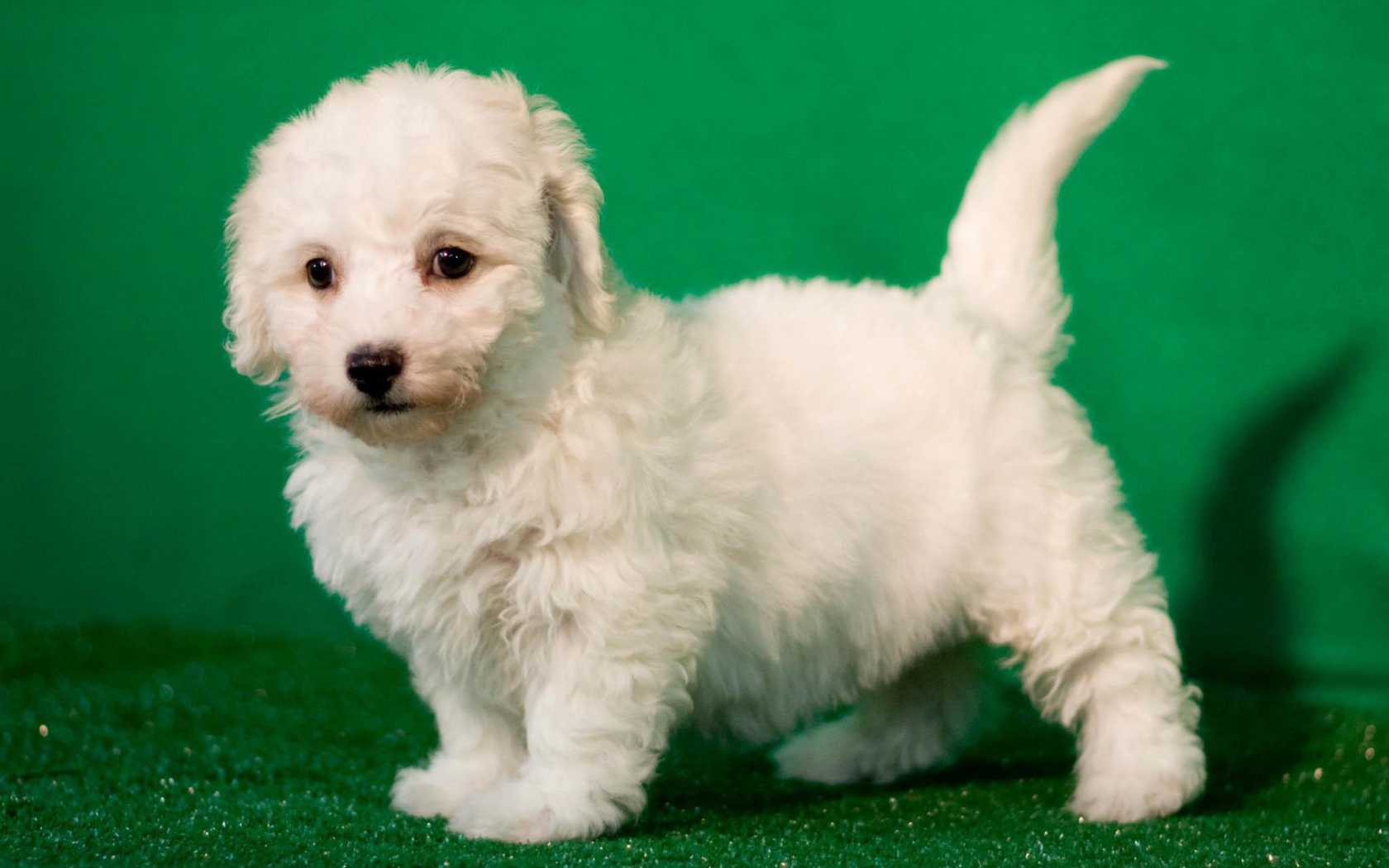 Щенок породы бишон-фриз на зелёном фоне