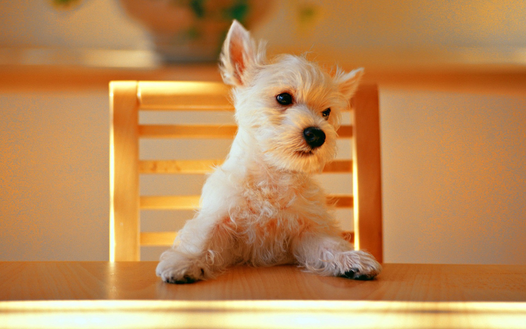 Щенок за столом