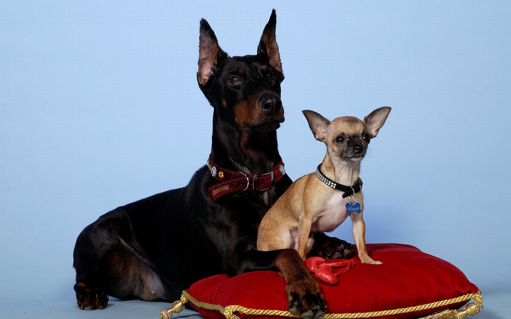 Щенок доберман и его мать