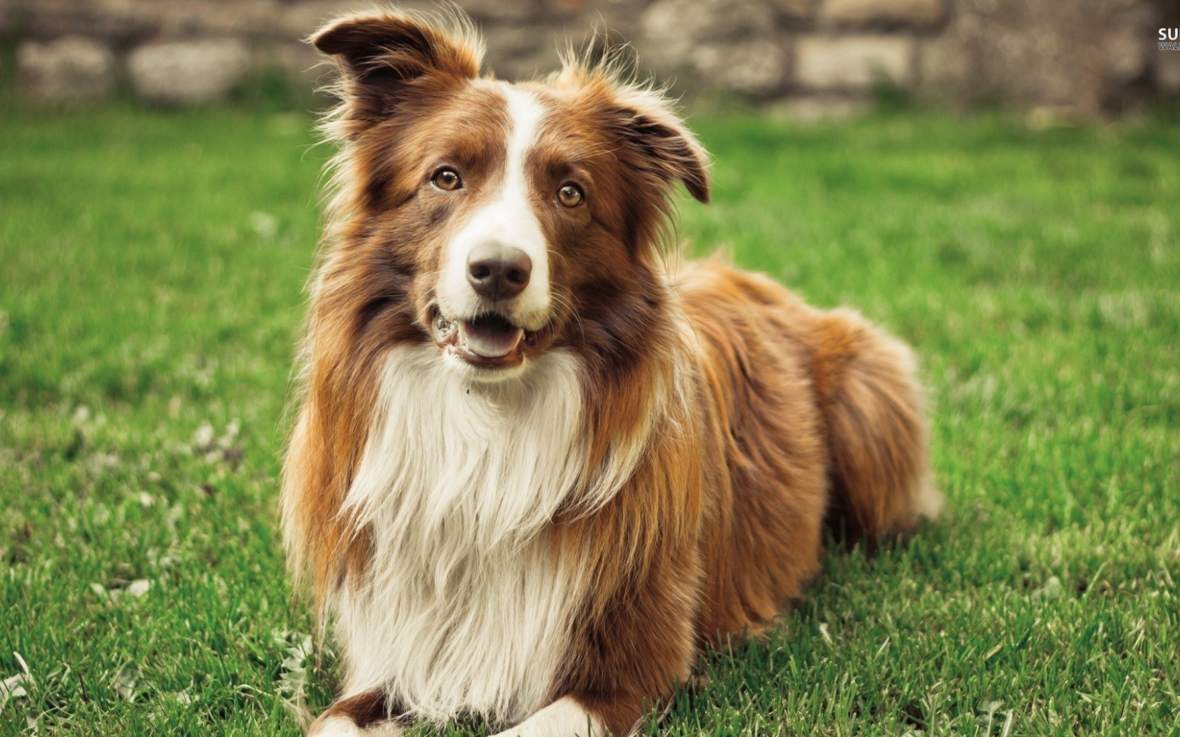 Рыжая красивая бордер-колли лежит на траве