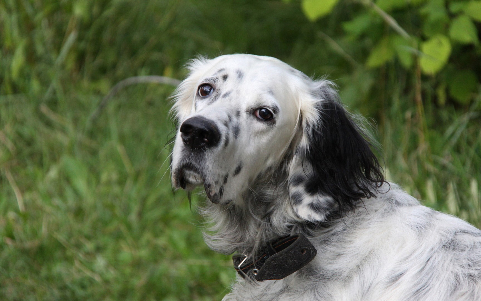 Грустный английский сеттер