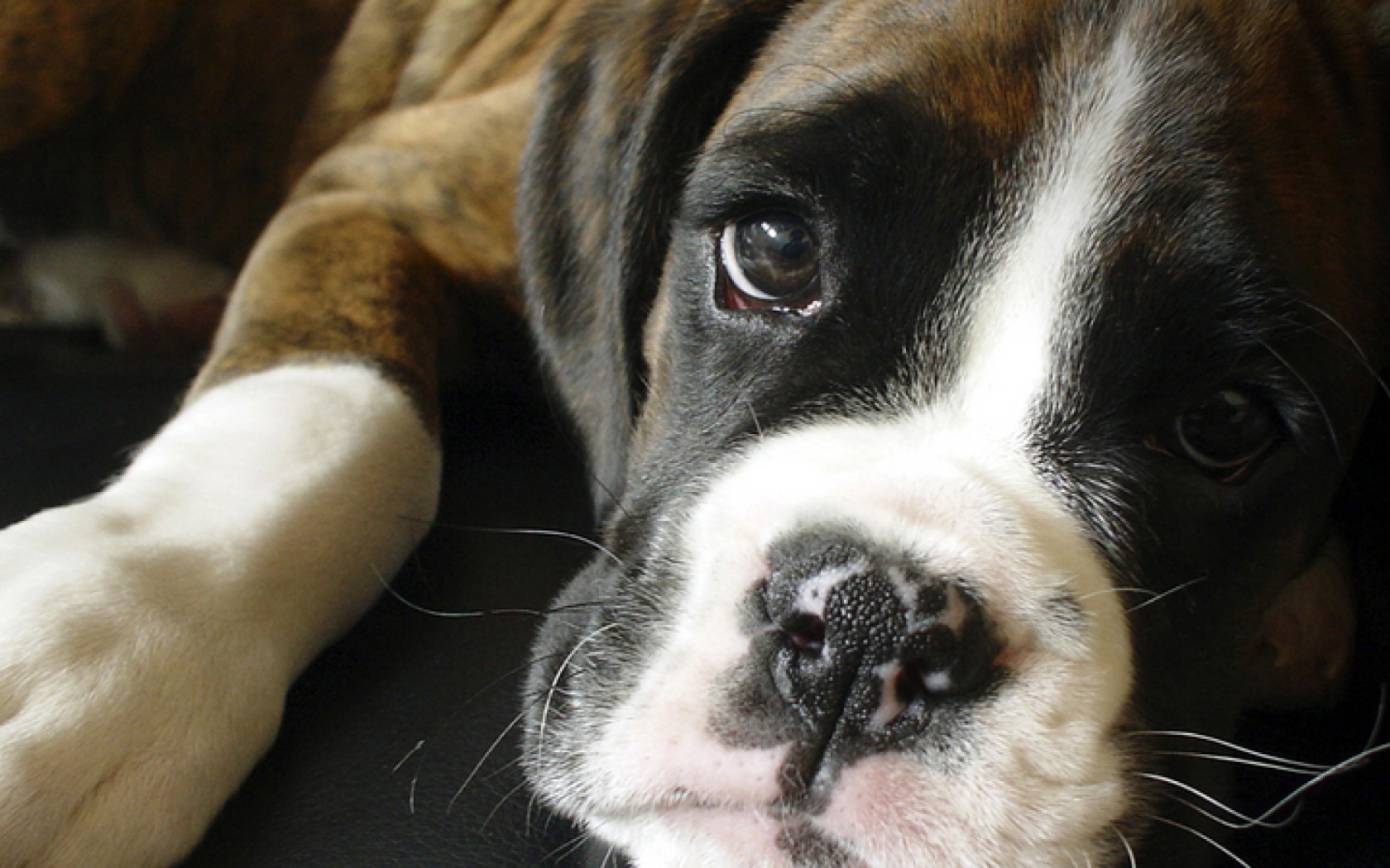 Грустный боксёр крупным планом