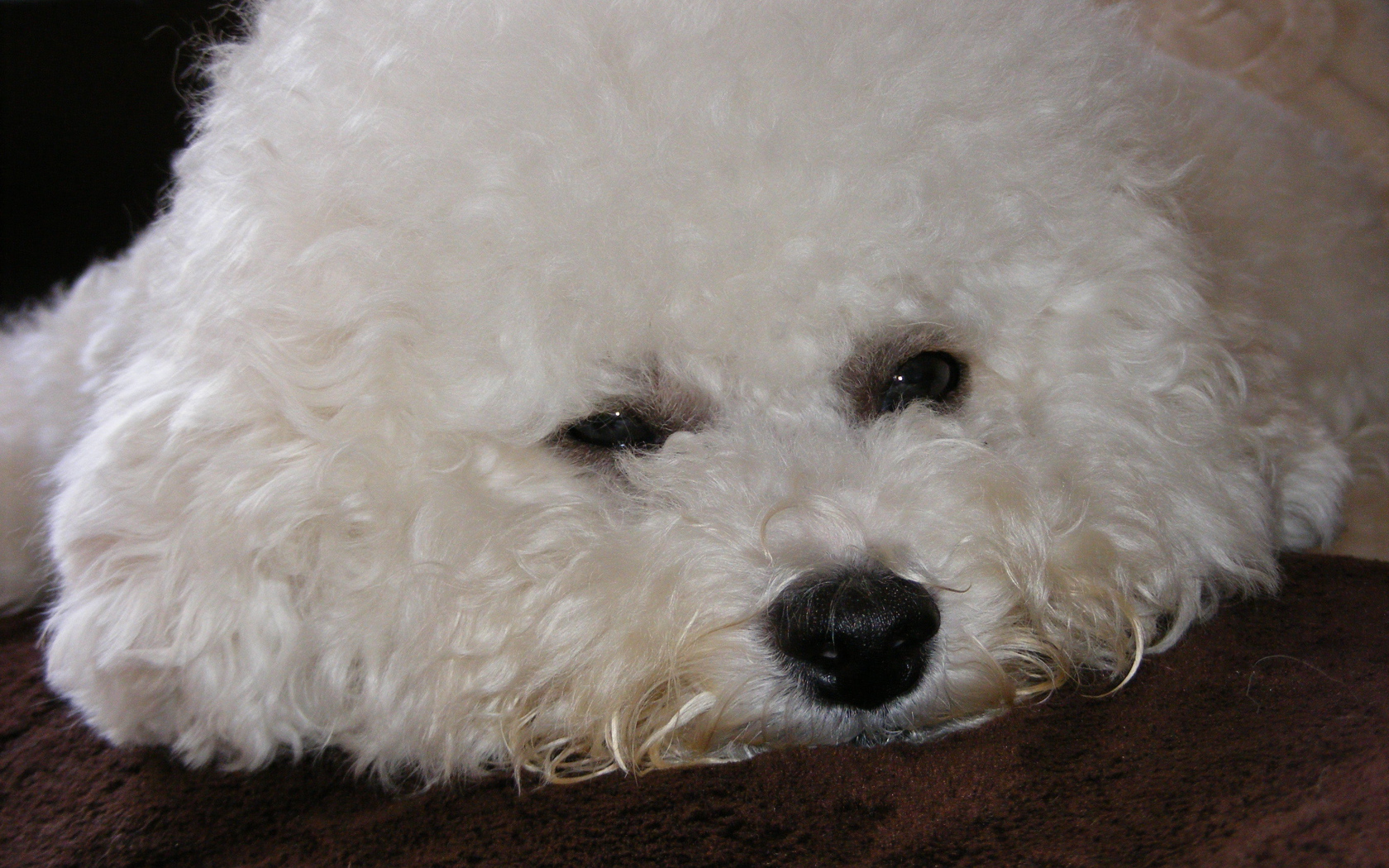 Грустная собака породы бишон-фриз