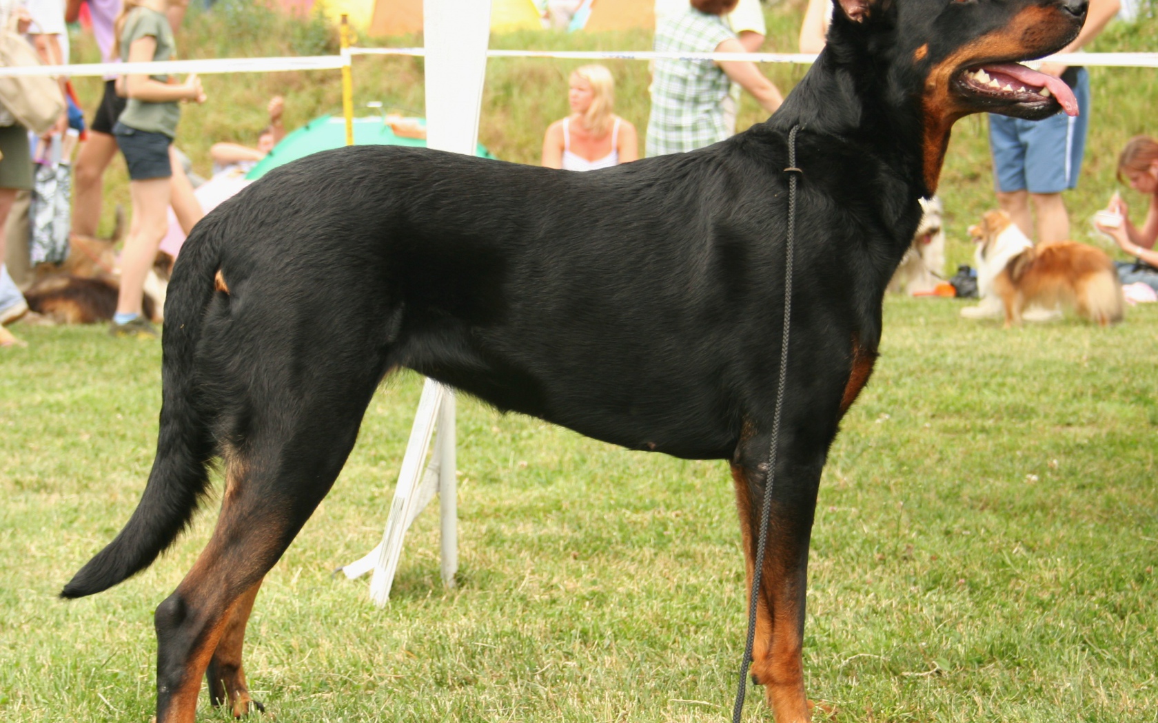 Серьёзный красивый босерон на собачьей выставке