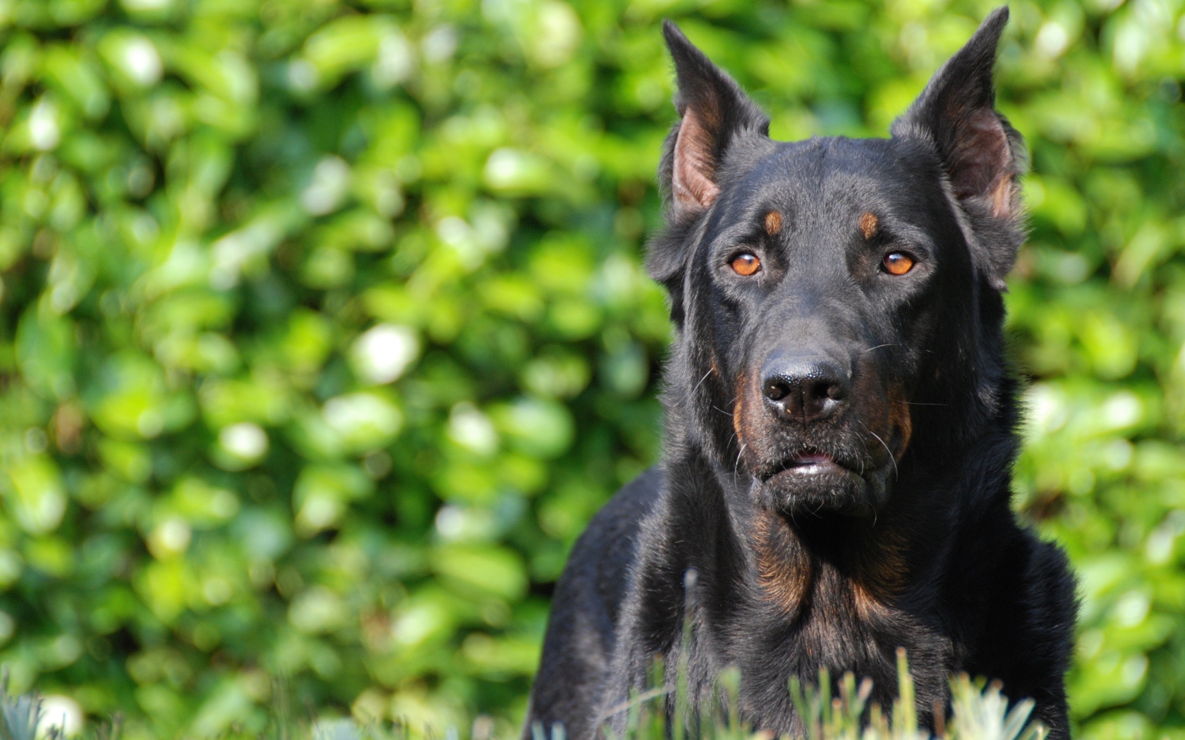 Серьёзный красивый босерон на фоне листвы