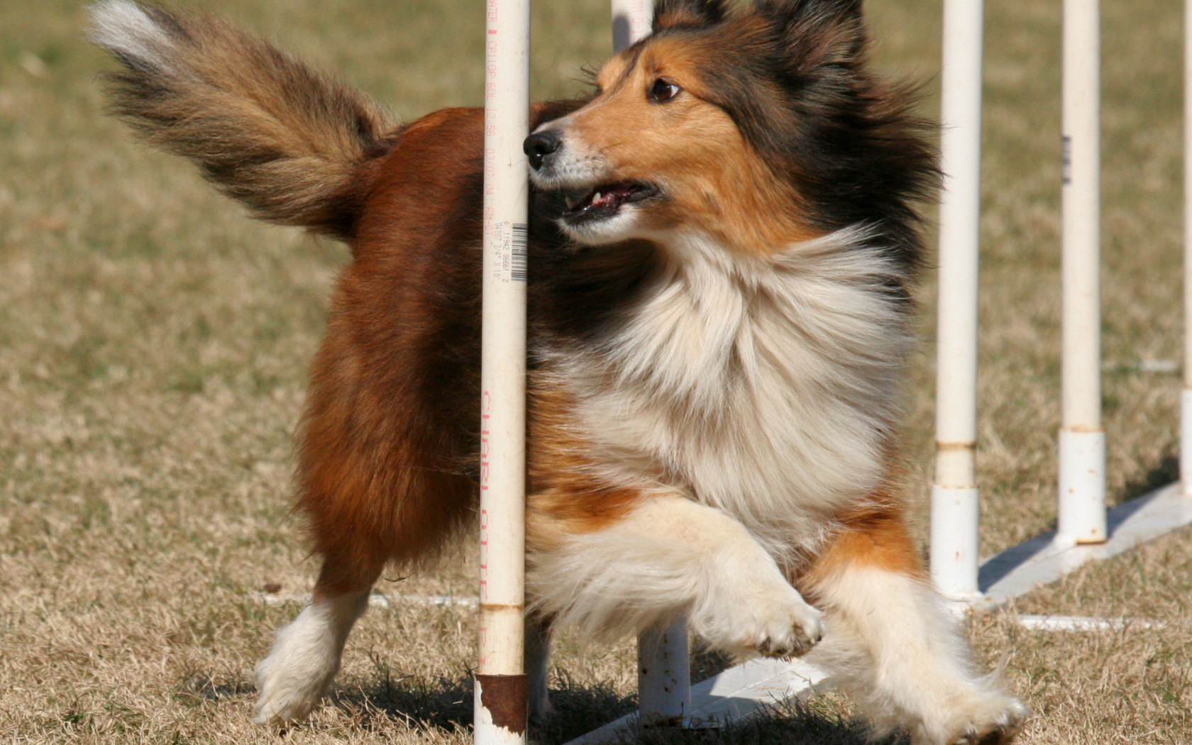 Собака породы шелти выполняет команды