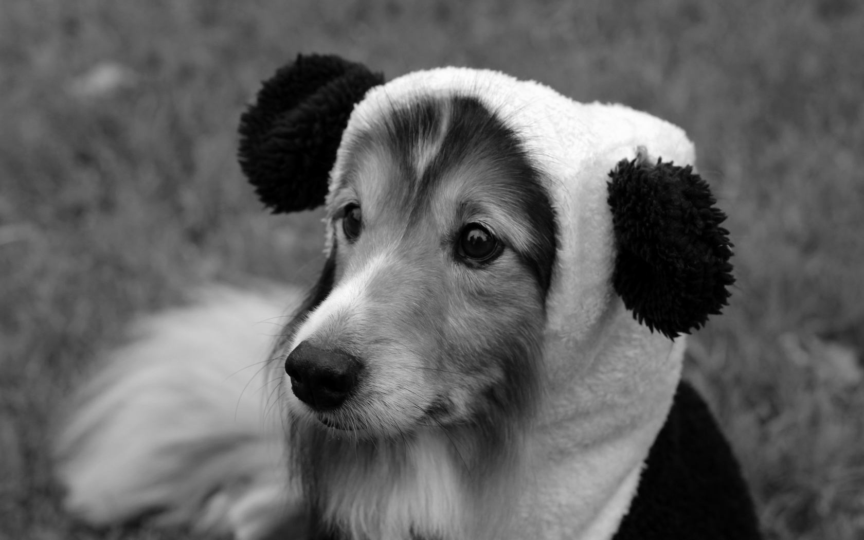 Собака породы шелти в смешной шапке