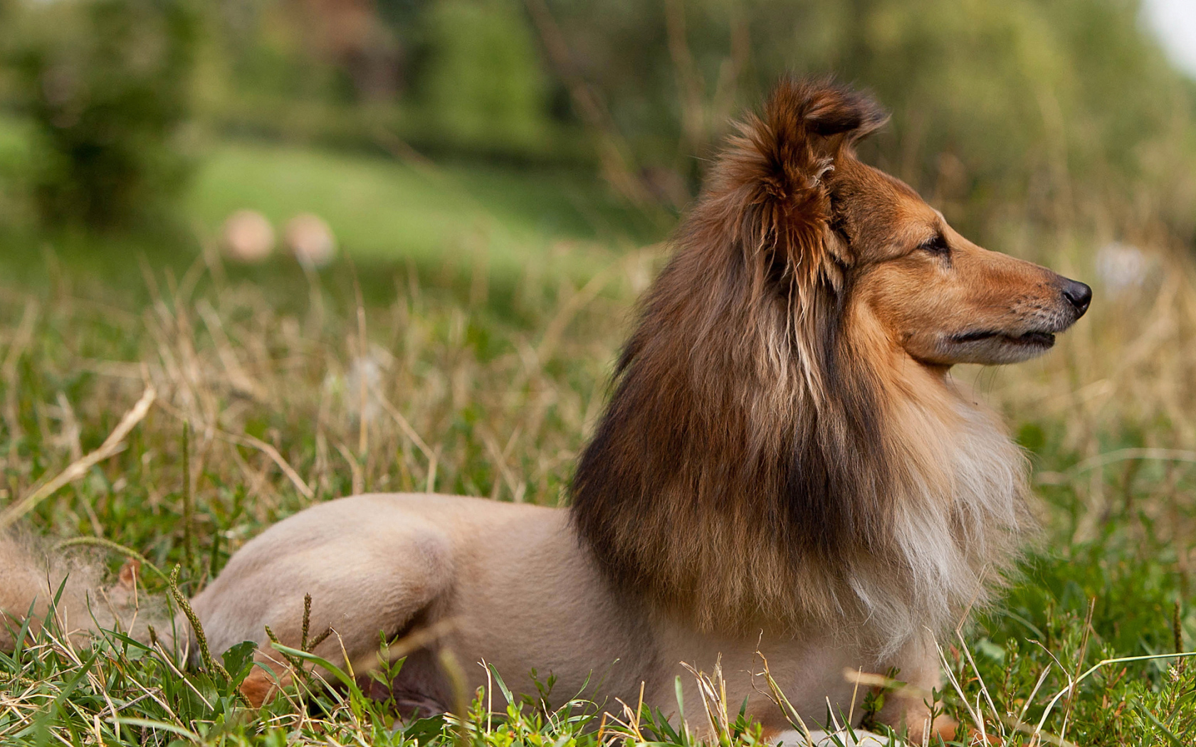 Собака породы шелти со смешной стрижкой