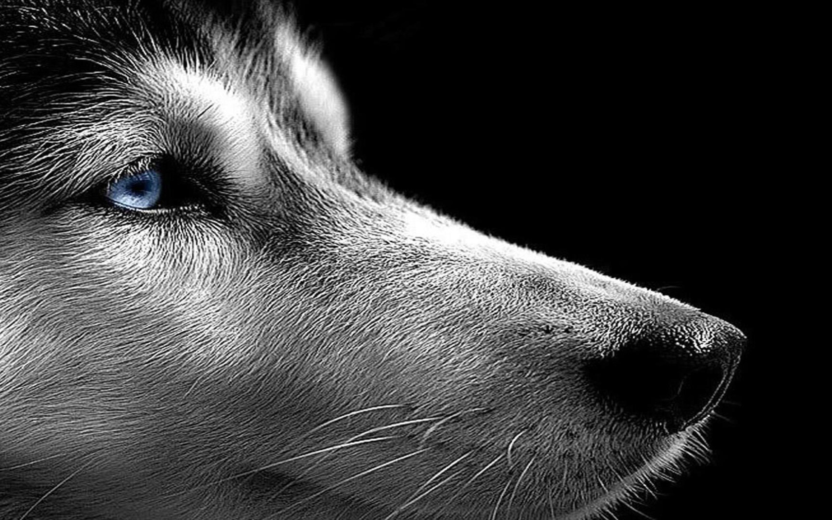 Сибирский хаски на черном фоне