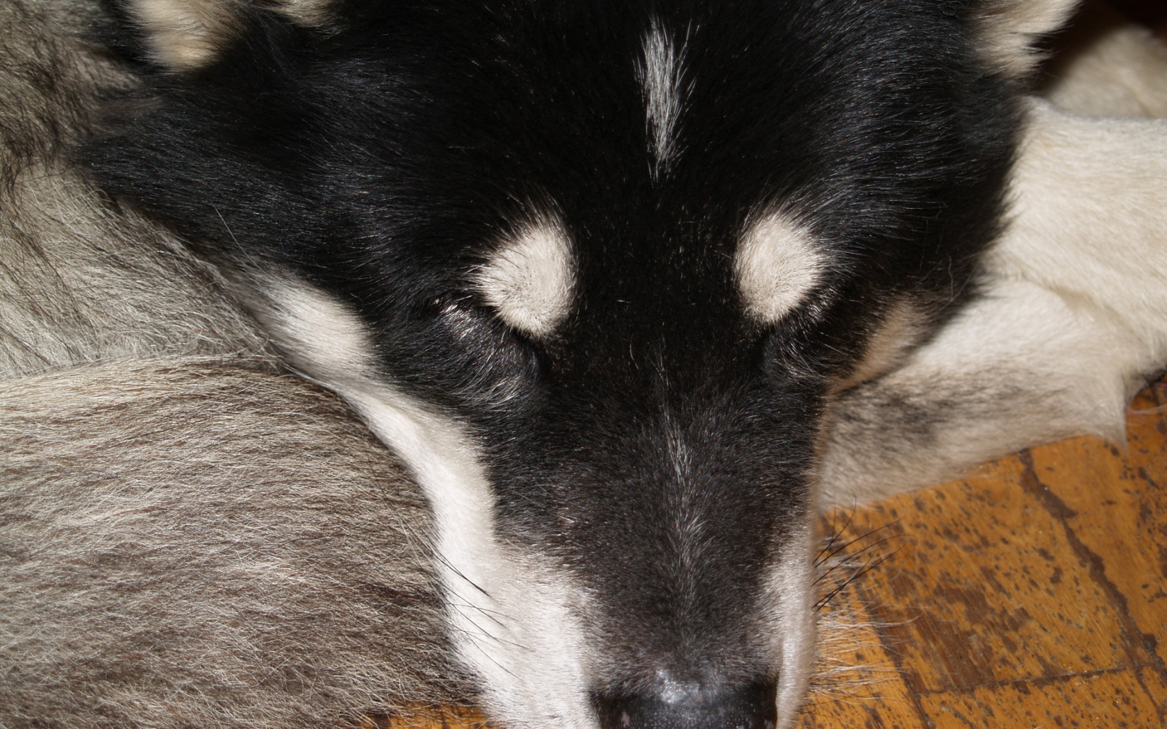 Аляскинский маламут спит