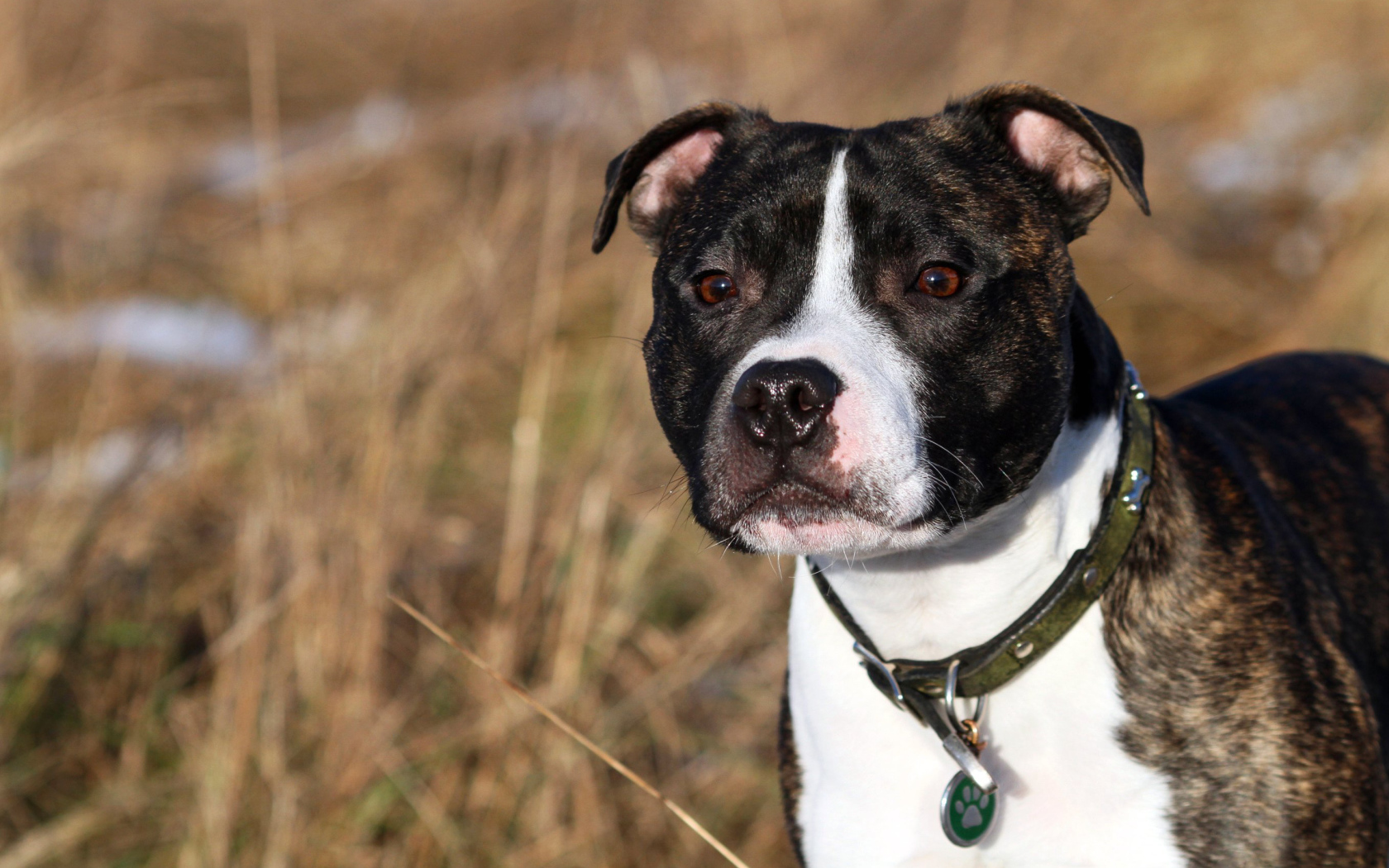 The Beautiful Staffordshire Bull Terrier