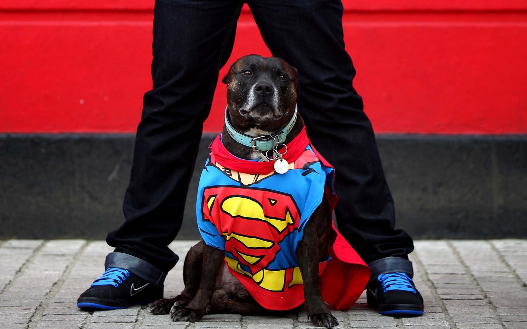 The Superman Staffordshire Bull Terrier