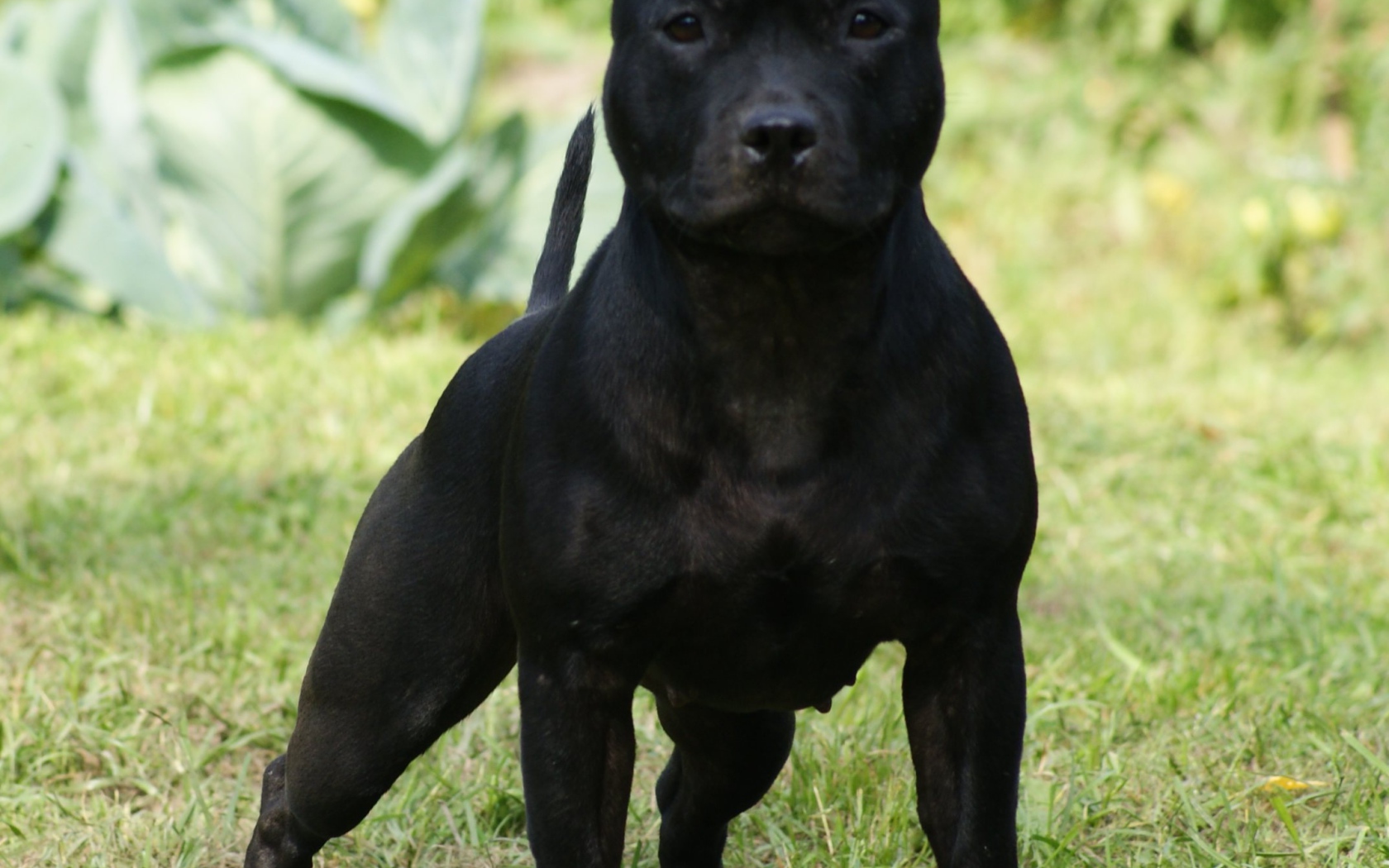 Агрессивный Стаффордширский бультерьер