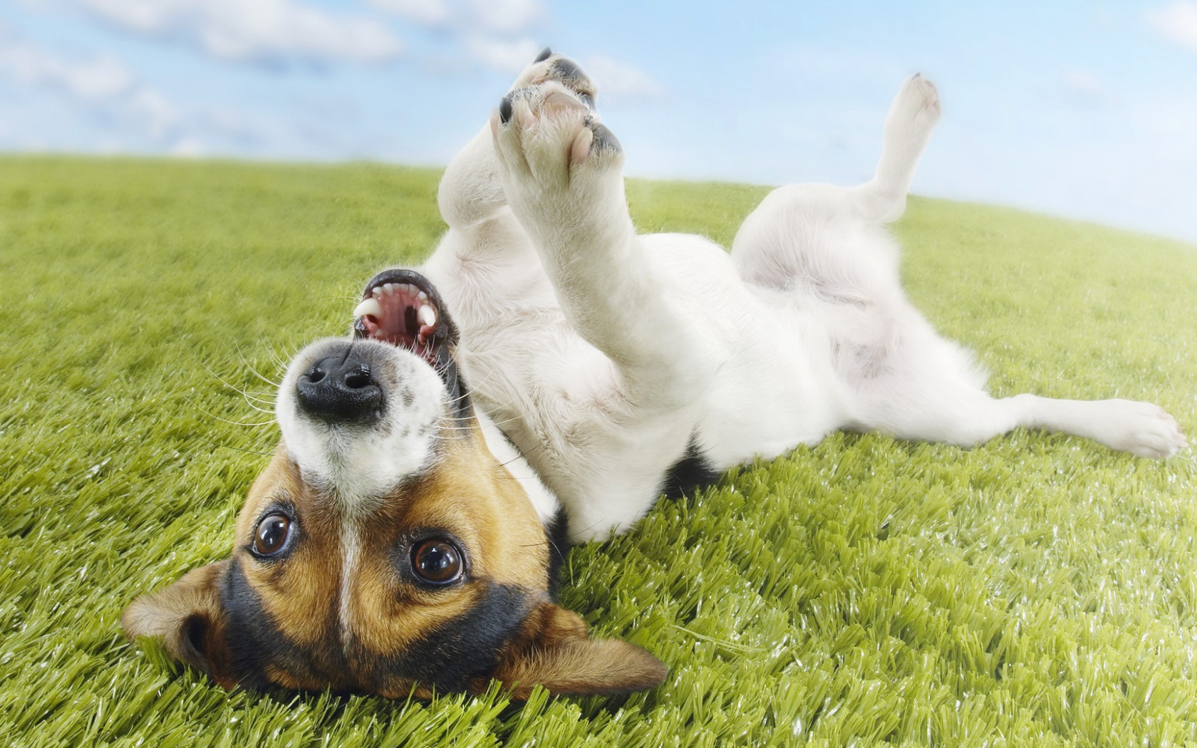 Собака валяется на траве