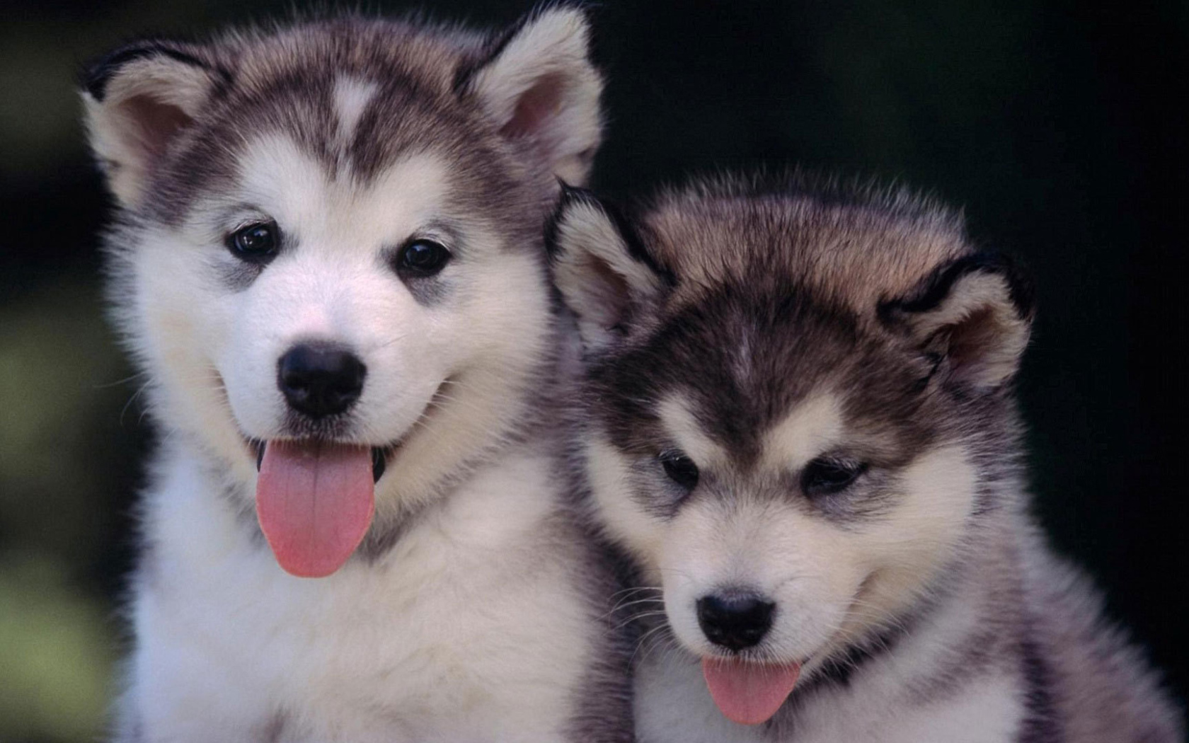 Щенки сибирского хаски