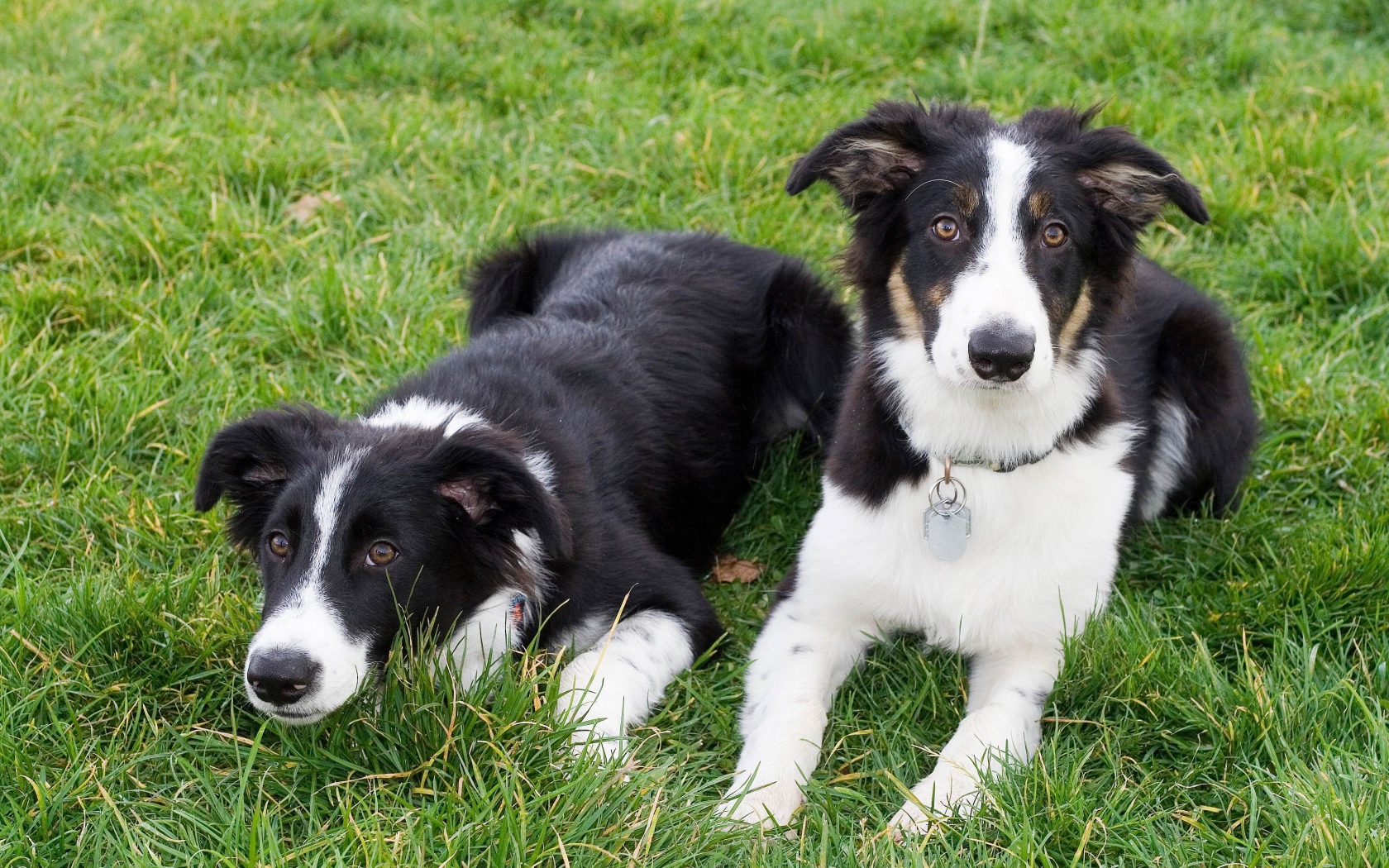 Два щенка бордер-колли лежат на траве