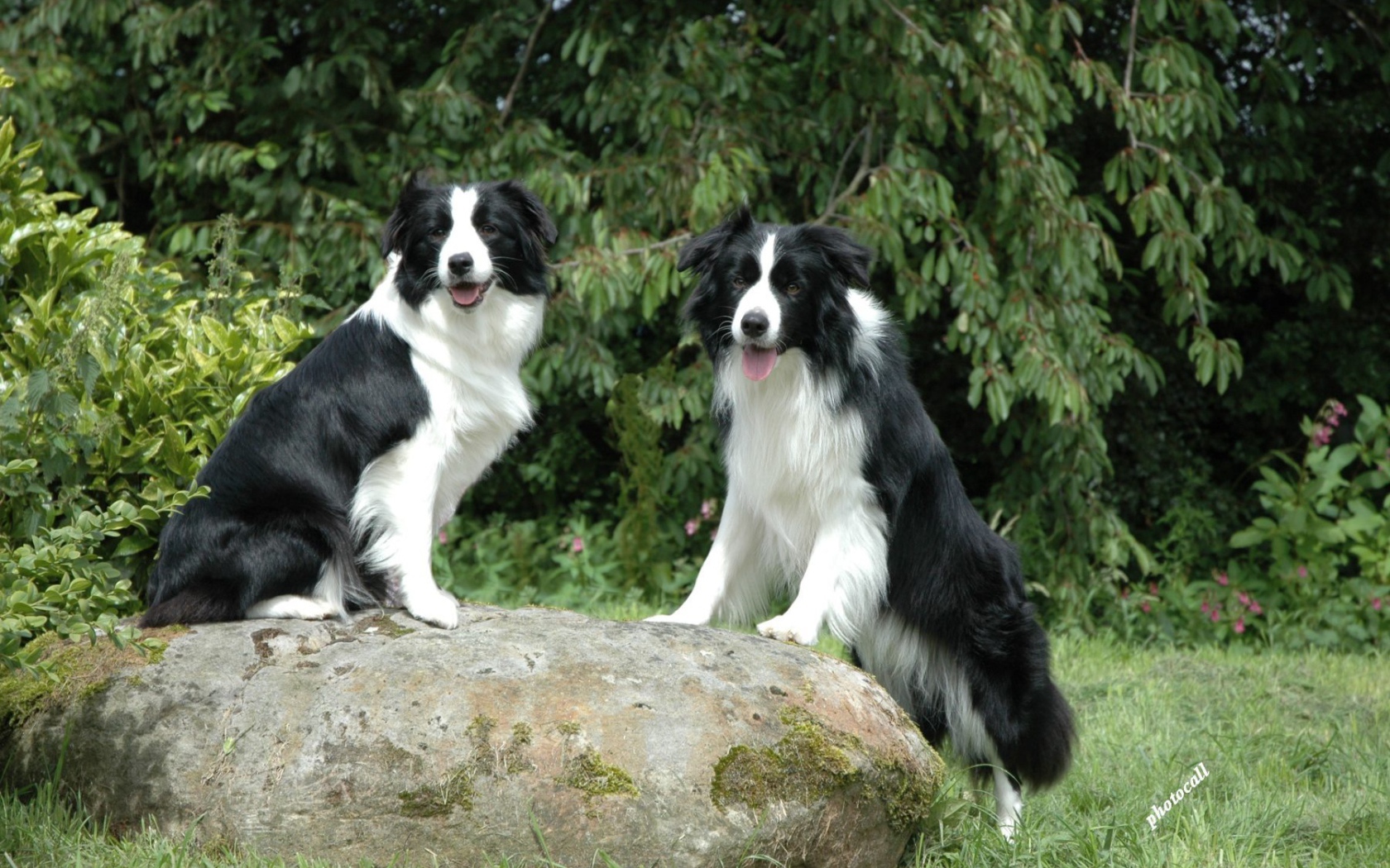 Две бордер-колли на камне