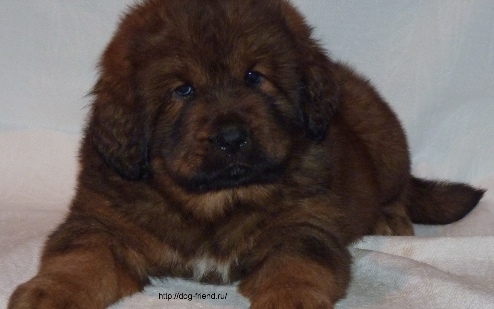 Очень маленький щенок тибетского мастифа