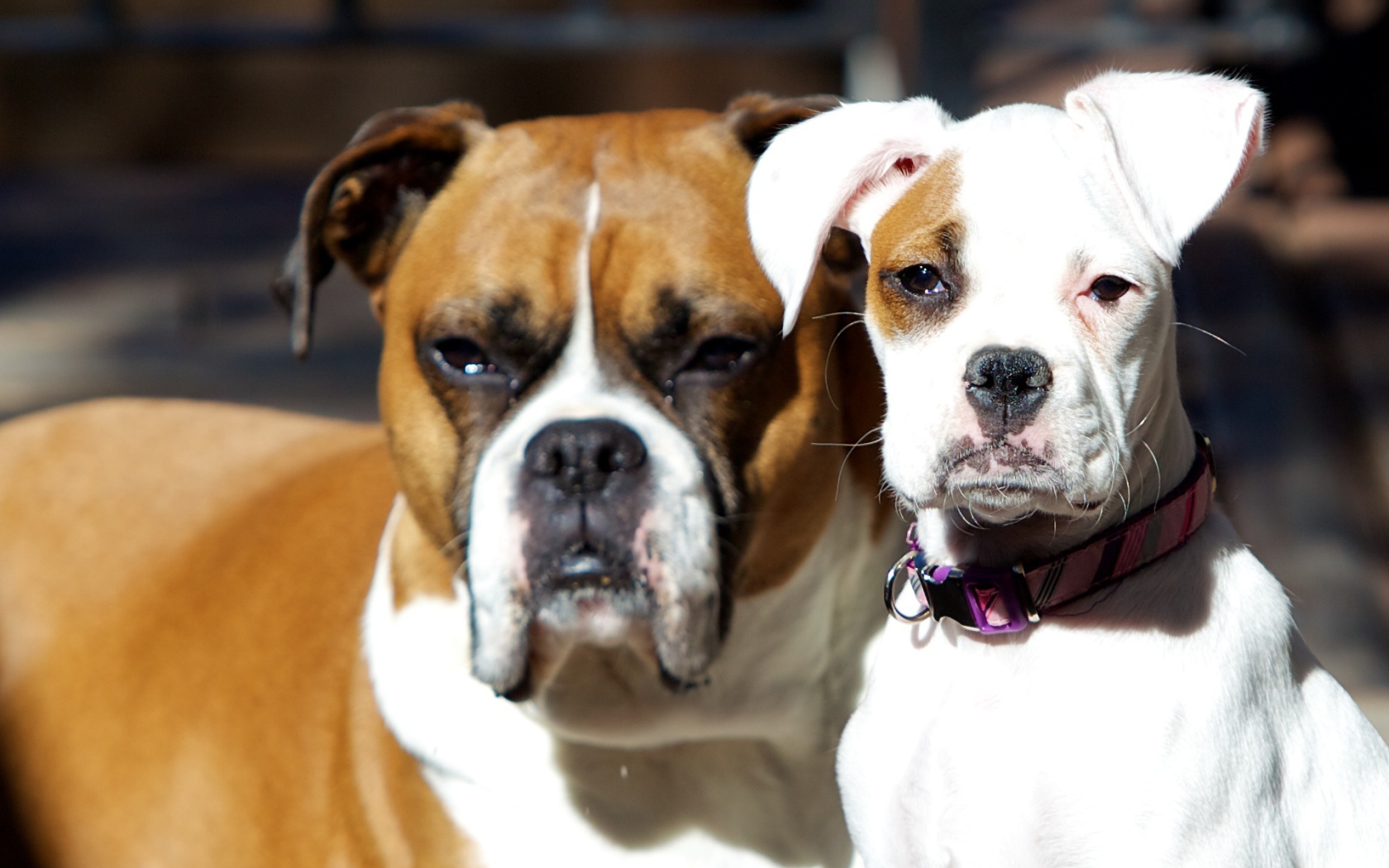 Молодой и взрослый боксеры