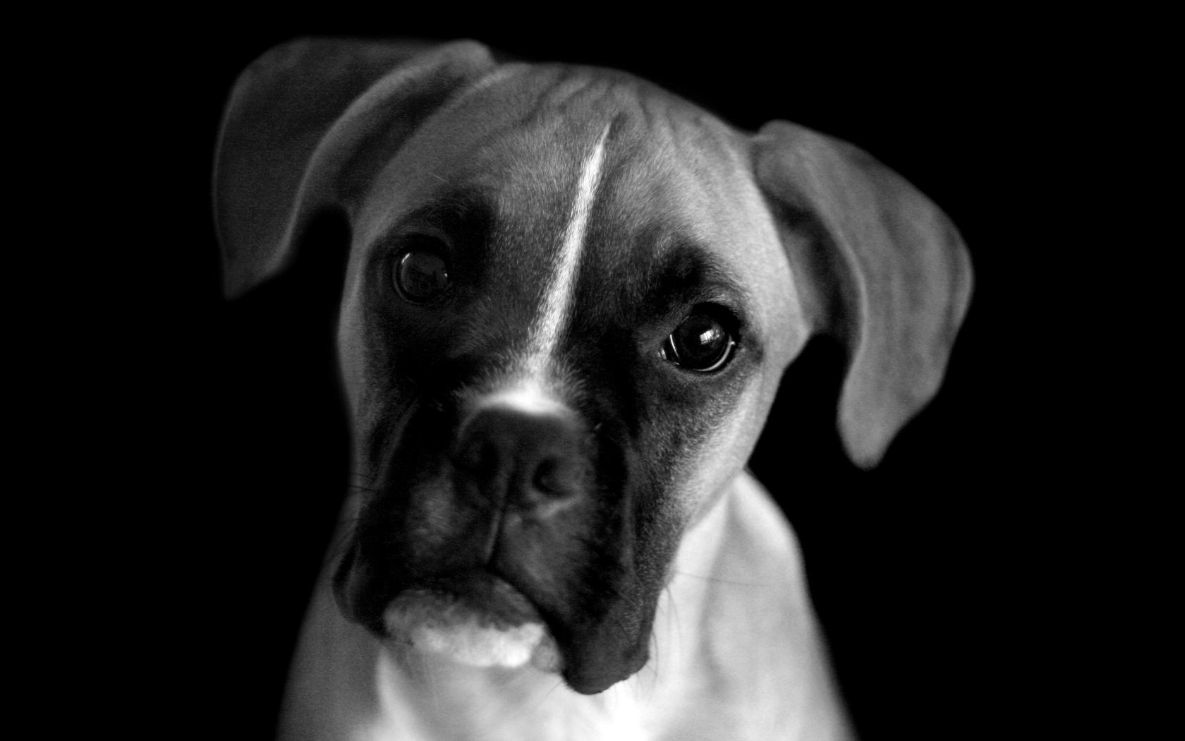 Молодой боксёр, чёрно-белая картинка