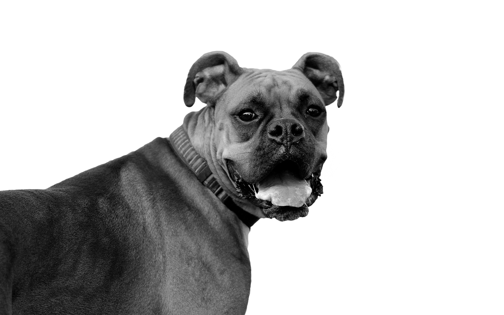 Красивый боксёр, чёрно-белое фото