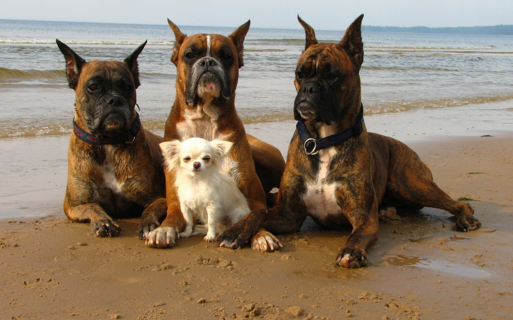 Три взрослых боксёра и их маленький друг