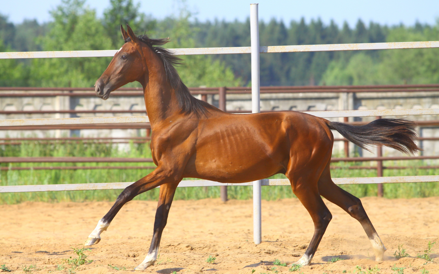 Донская лошадь