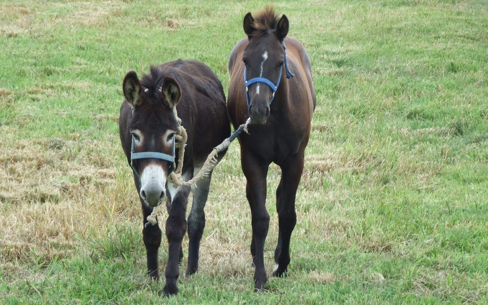 Осел и лошадь