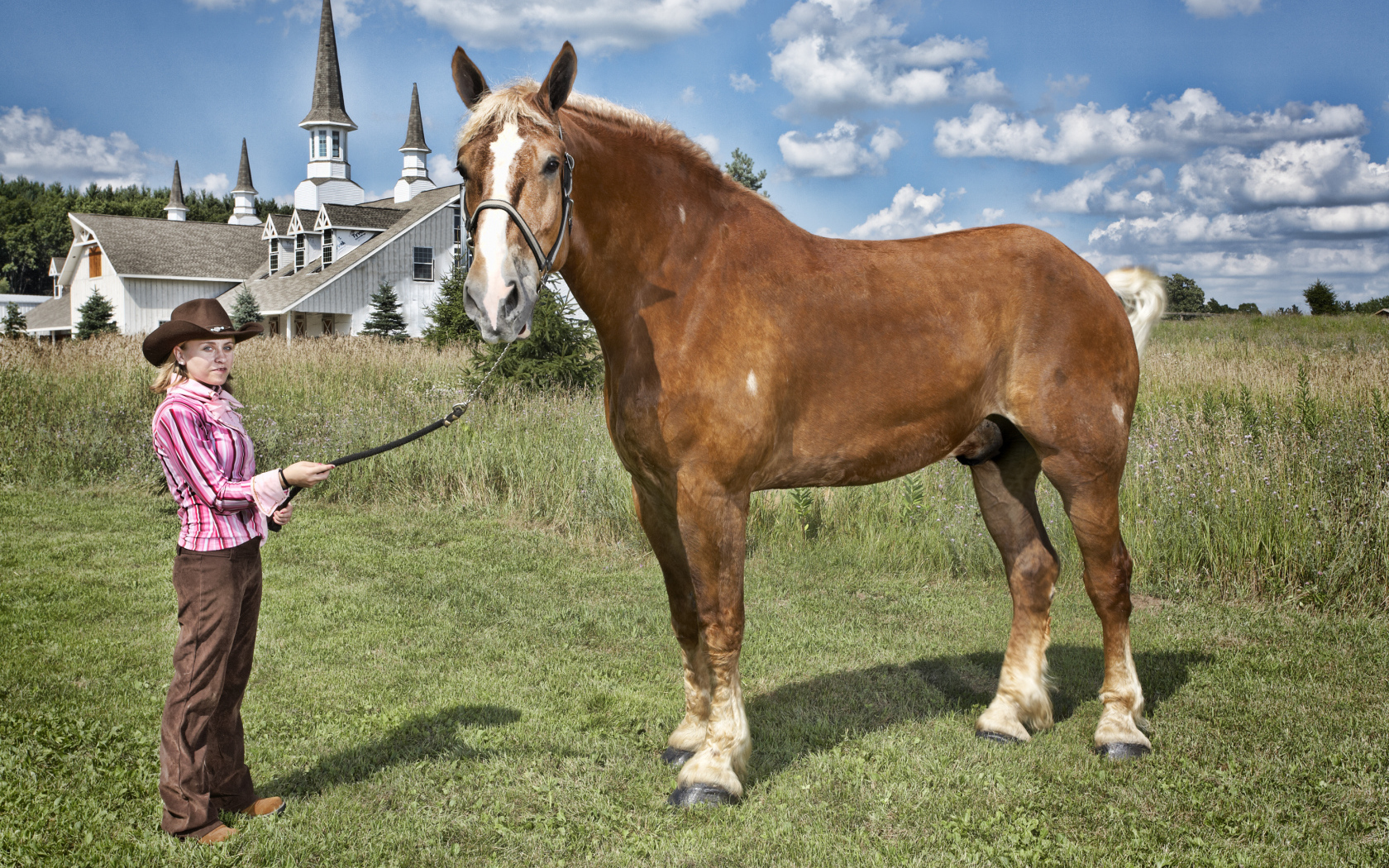 Высокая лошадь