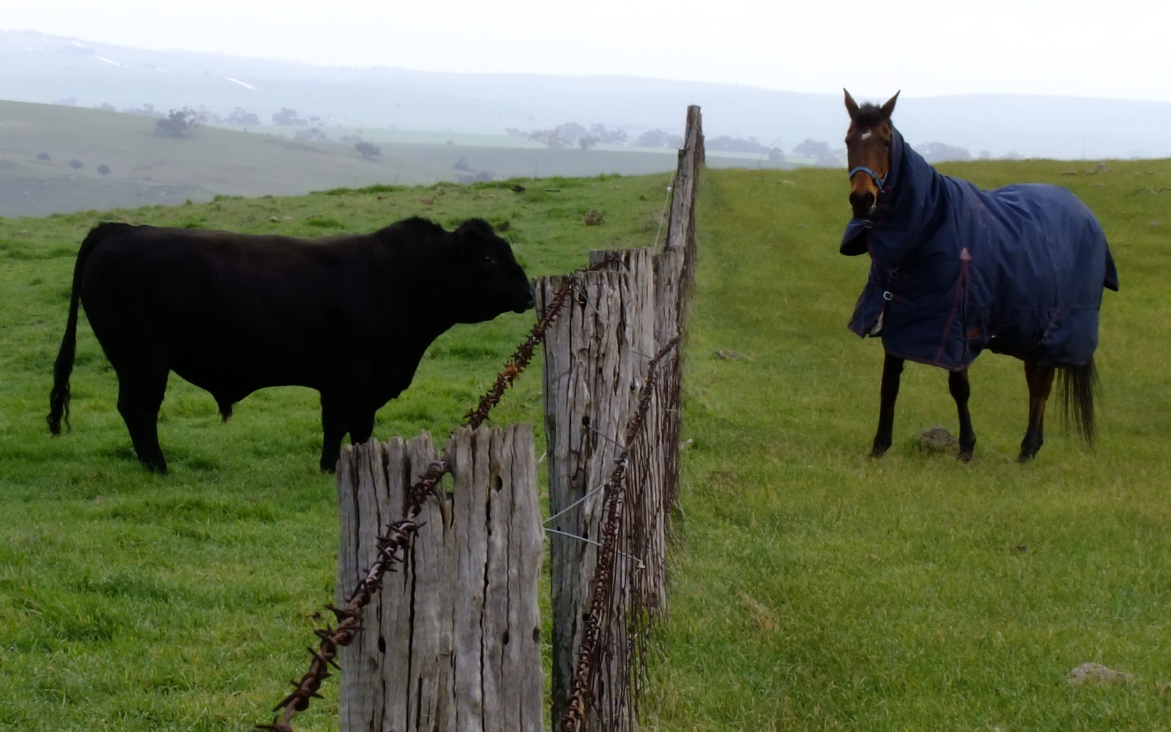 Лошадь и бык