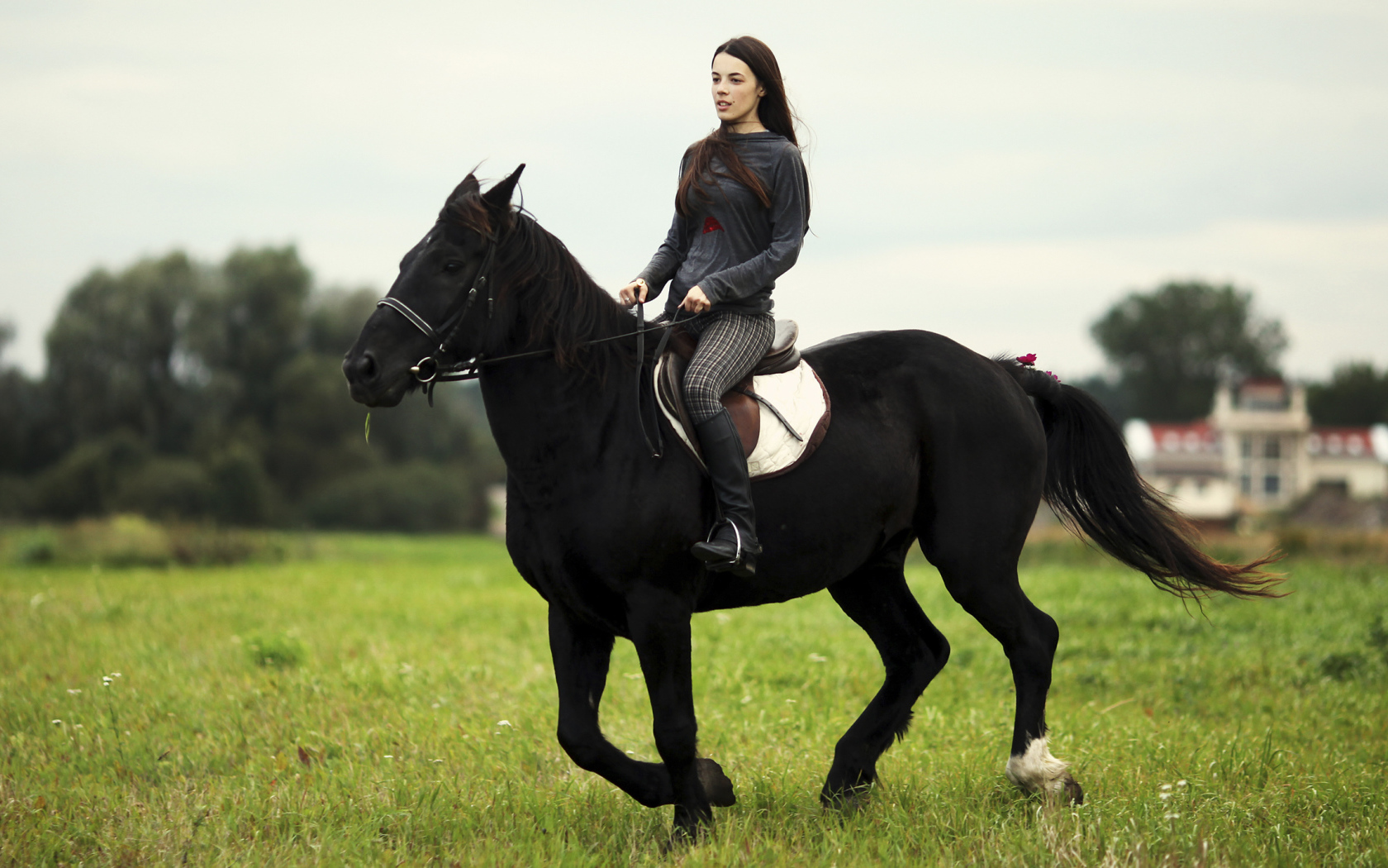 Лошадь со всадником