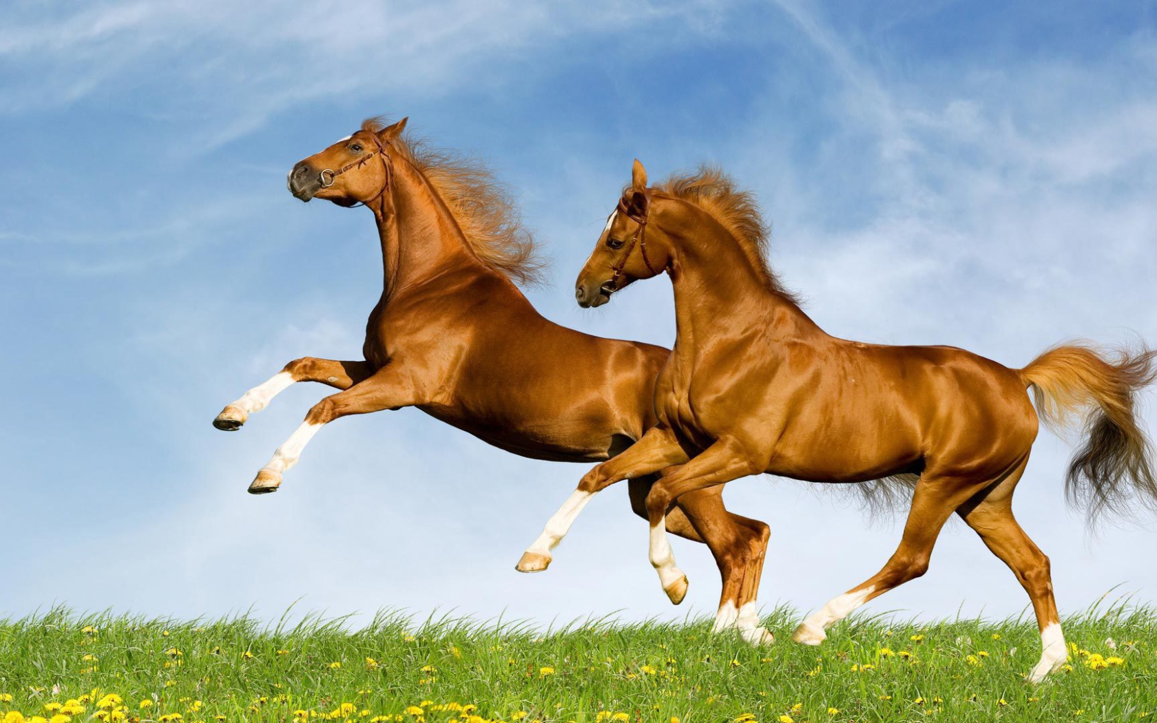 Лошади красивые