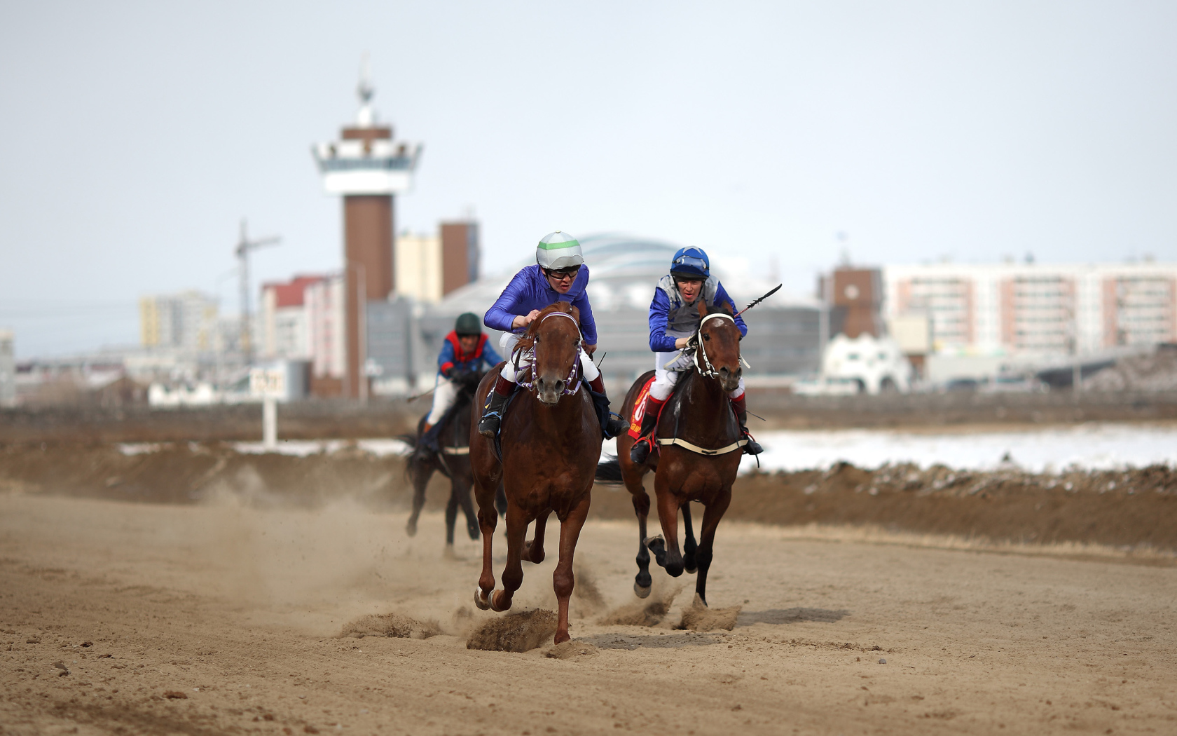 Лошади скакуны