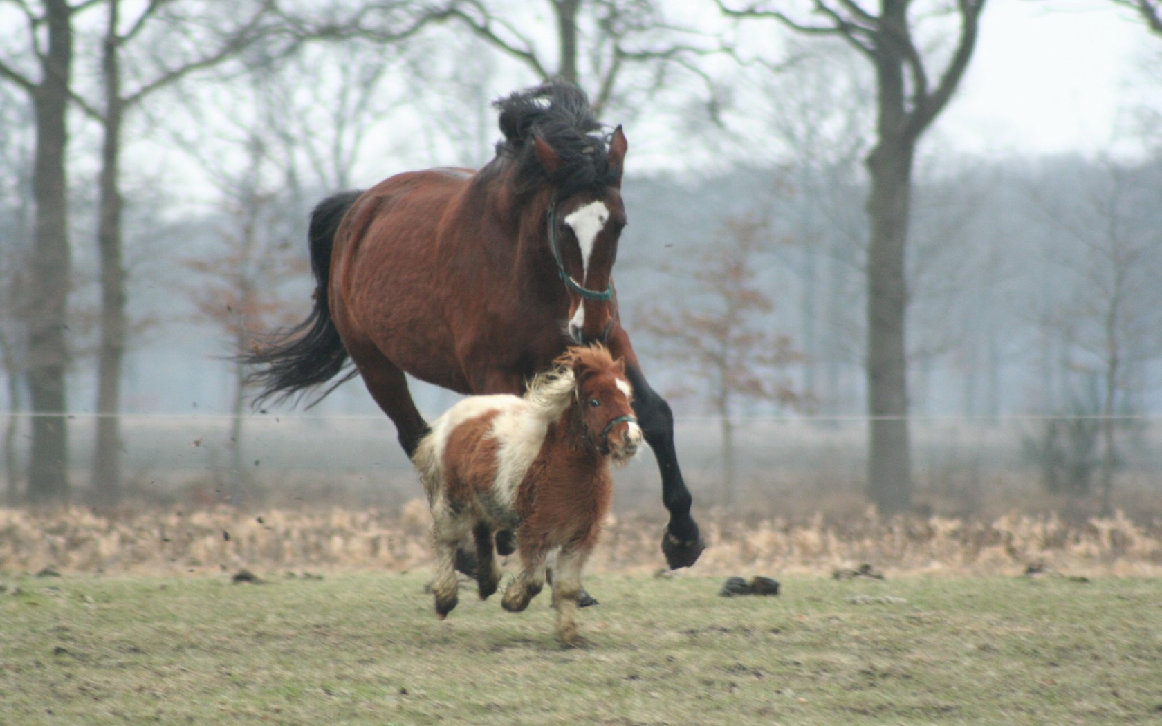 Мини лошади