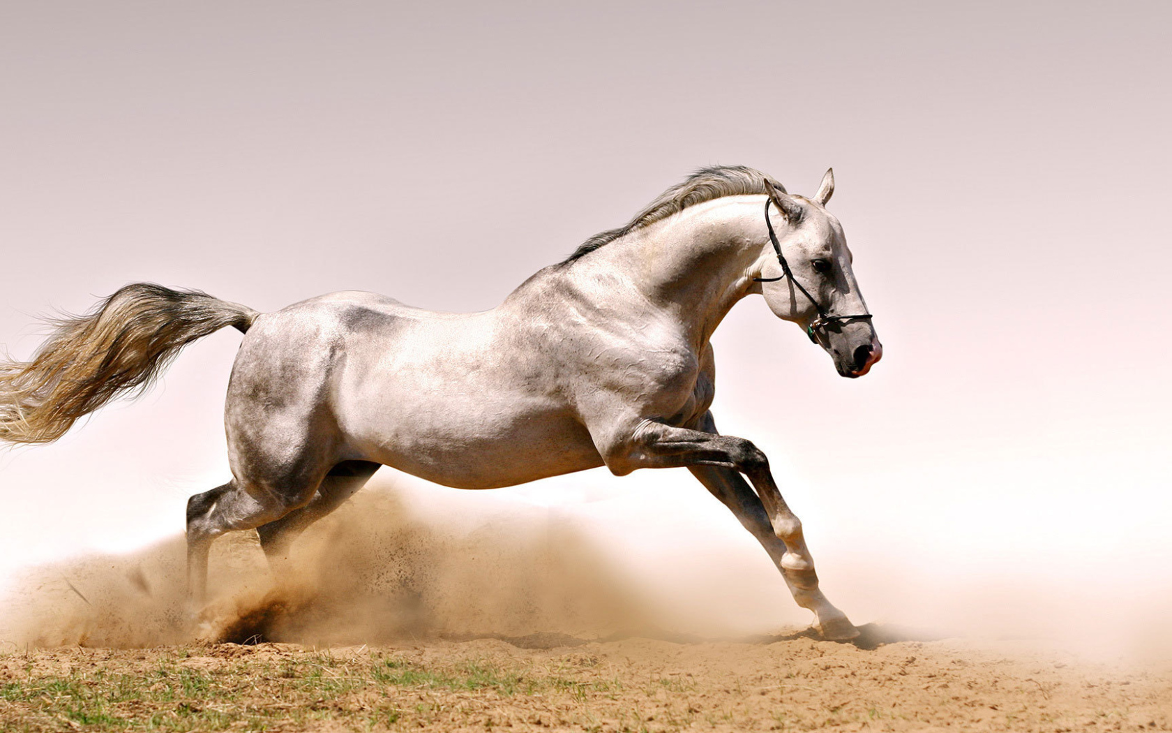 Быстрая лошадь