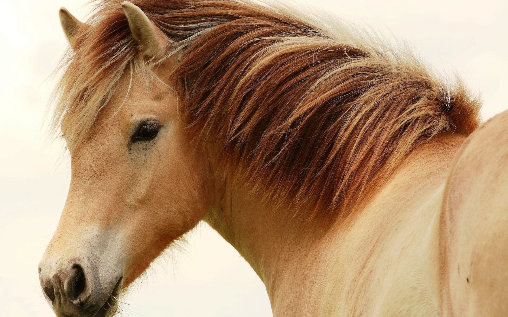 Великие лошади