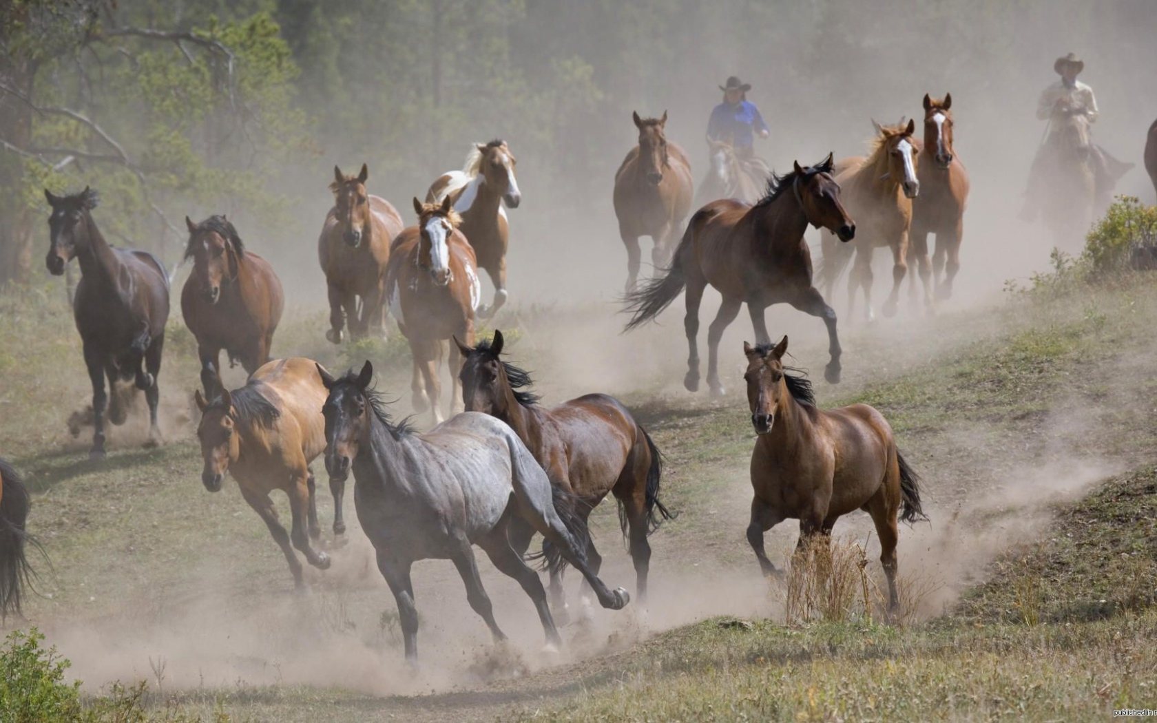 Тысяча лошадей