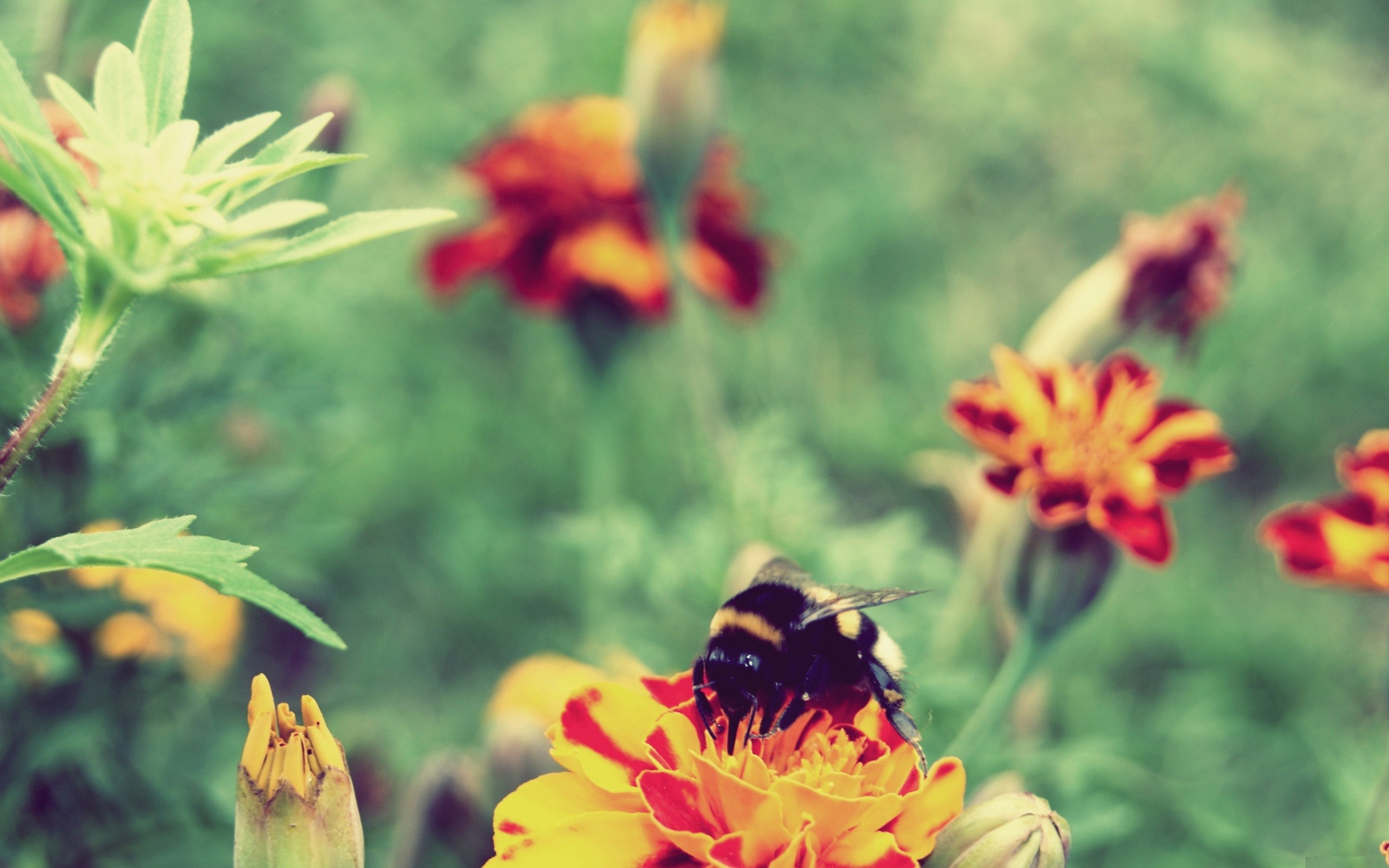 Шмель сидит на цветке