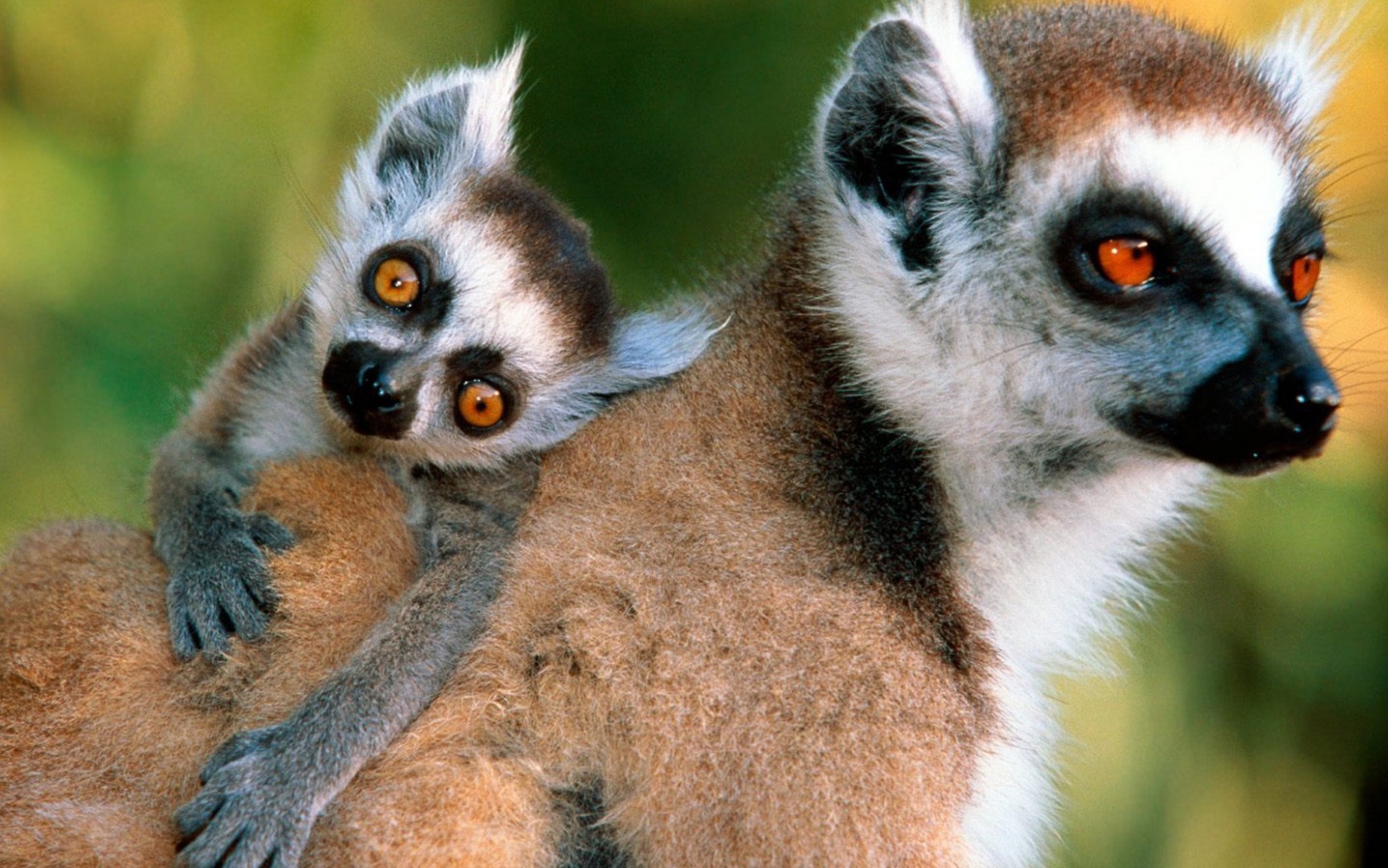 Лемур с детенышем на спине