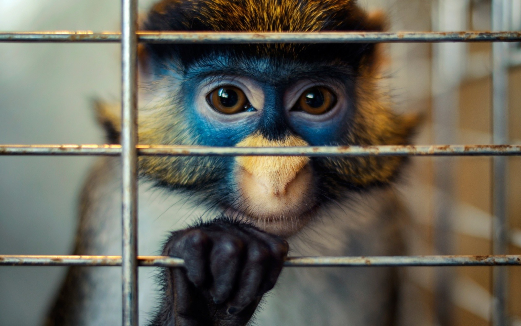 Обезьяна за решеткой