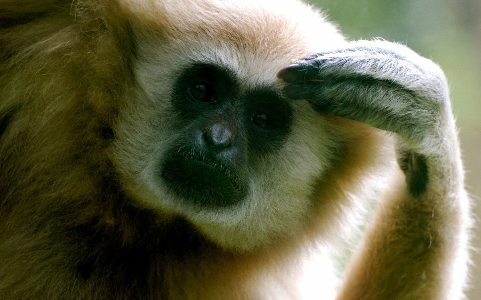 Обезьяна думает