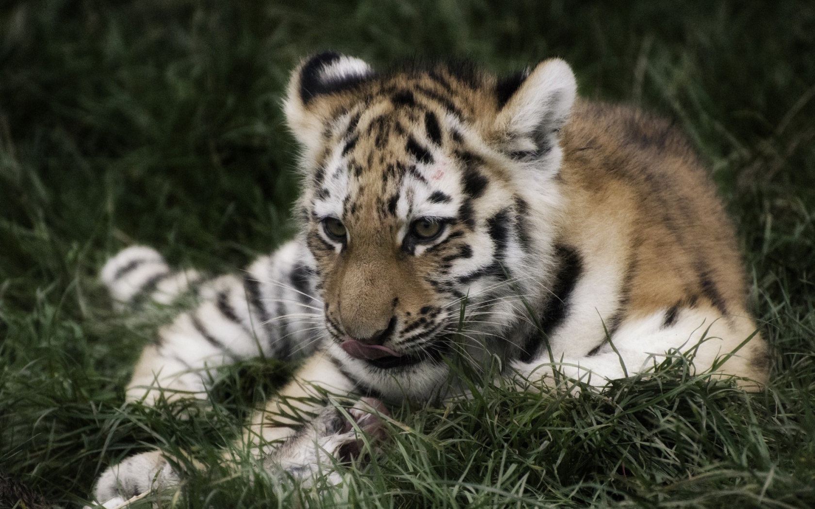 Тигр отдыхает в траве