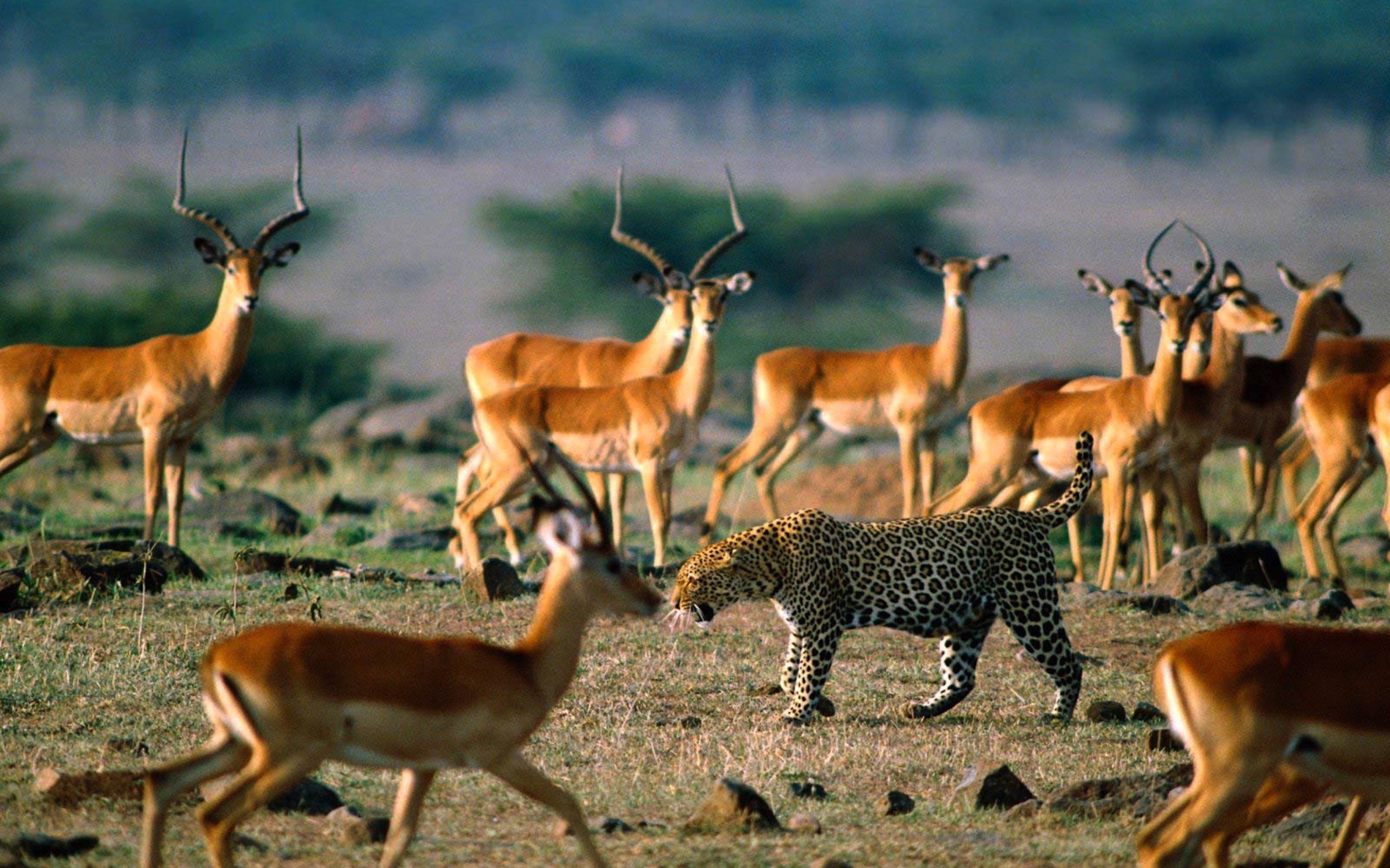 Леопард среди антилоп